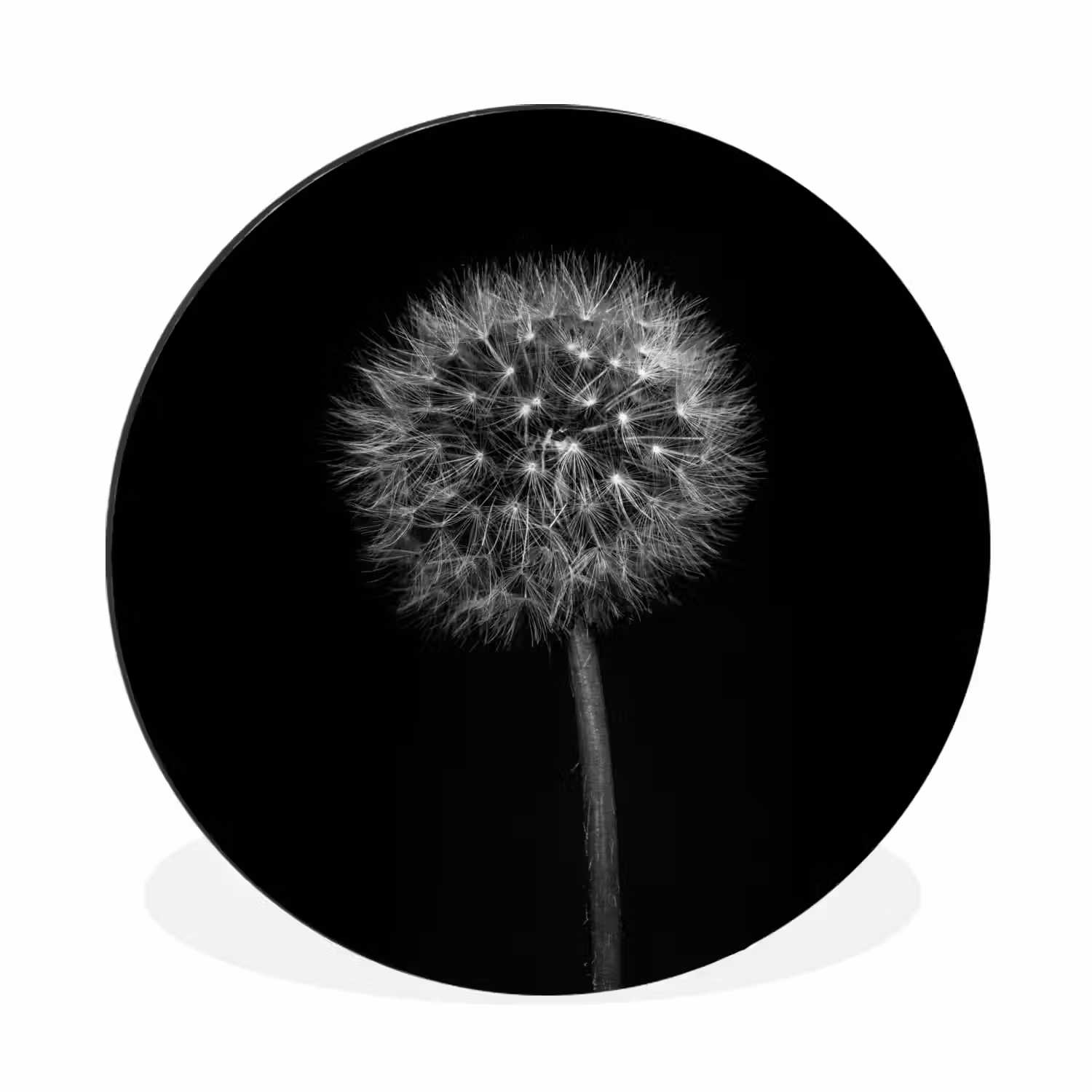 Paardenbloem - Zwart - Bloemen - Botanisch Wandcirkel aluminium klein -3d