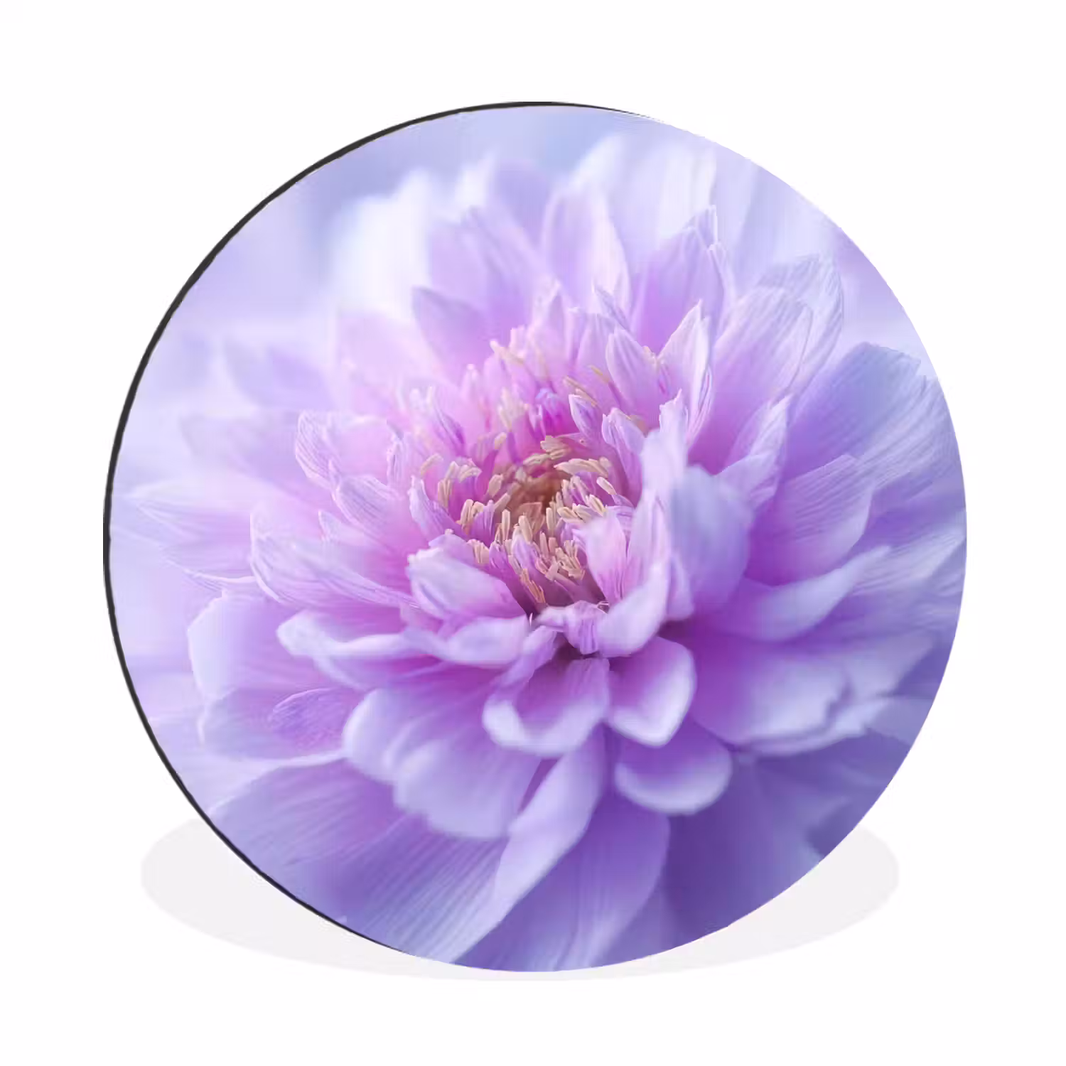 Paars - Dahlia - Dromerig Wandcirkel aluminium klein -3d
