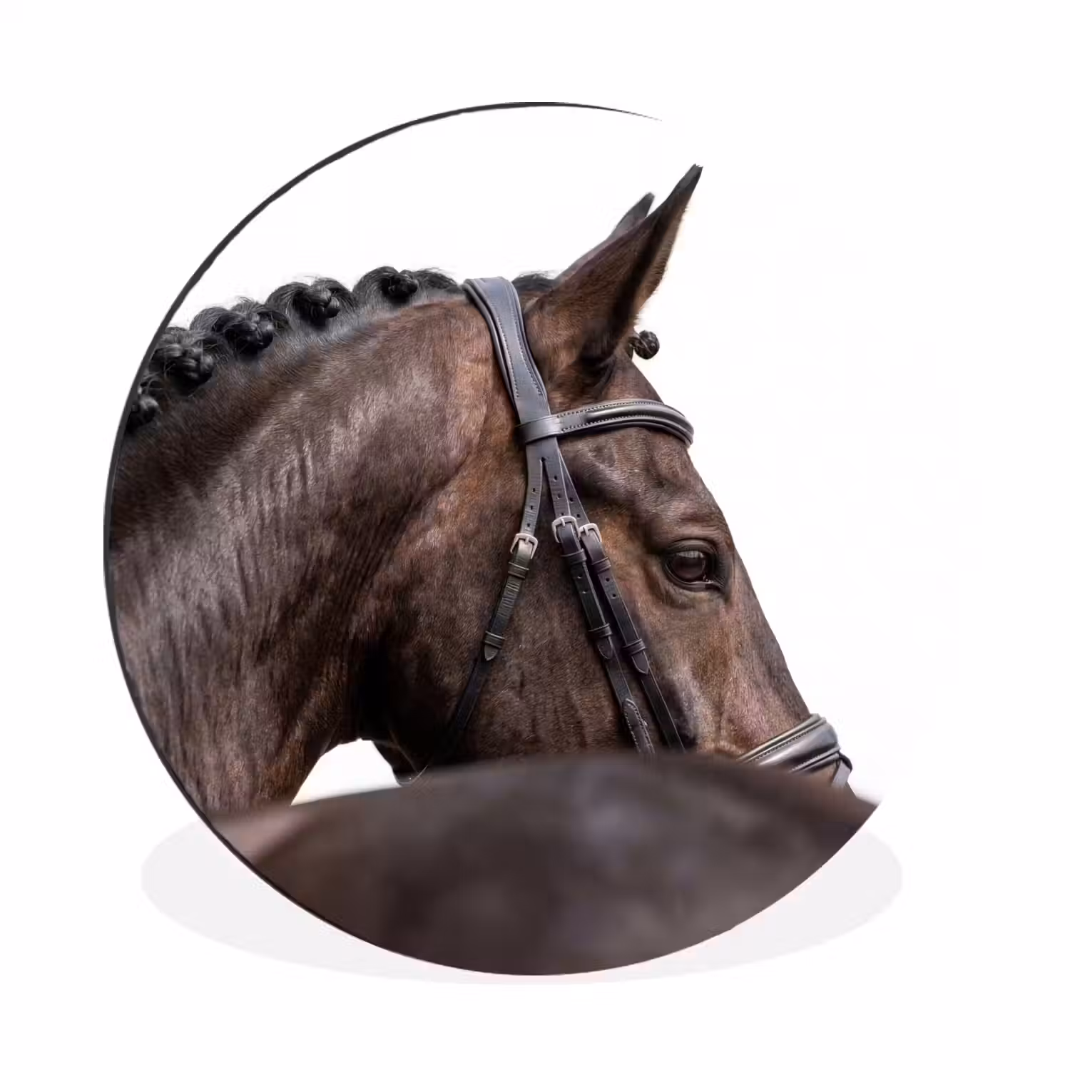 Portret - Paard - Elegant Wandcirkel aluminium klein -3d