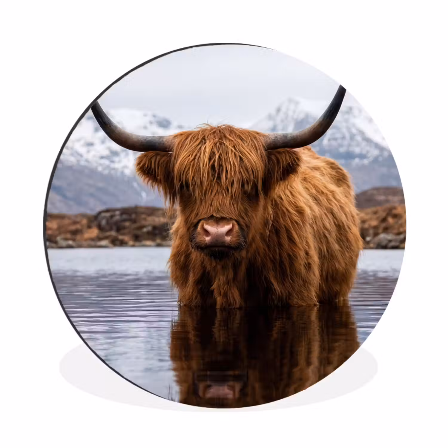 Schotse hooglander - Bruin - Water Wandcirkel aluminium klein -3d