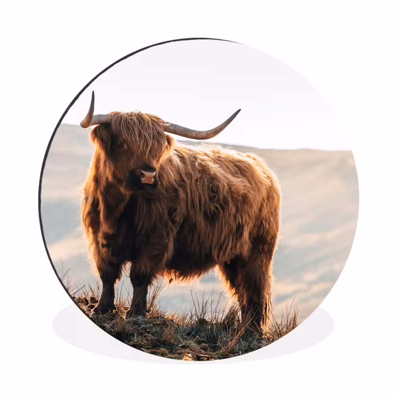 Schotse hooglander - Dieren - Landelijk - Landschap - Koe - Natuur Wandcirkel aluminium klein -3d