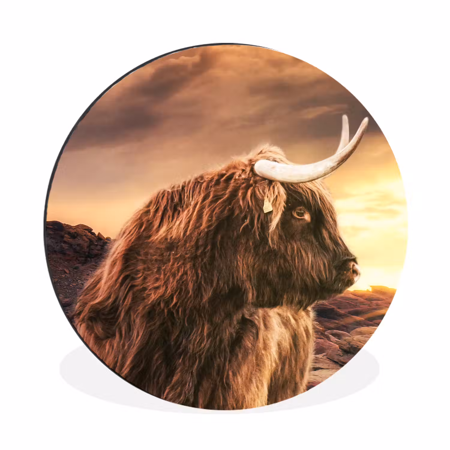 Schotse hooglander - Zon - Horizon - Koe - Dieren Wandcirkel aluminium klein -3d