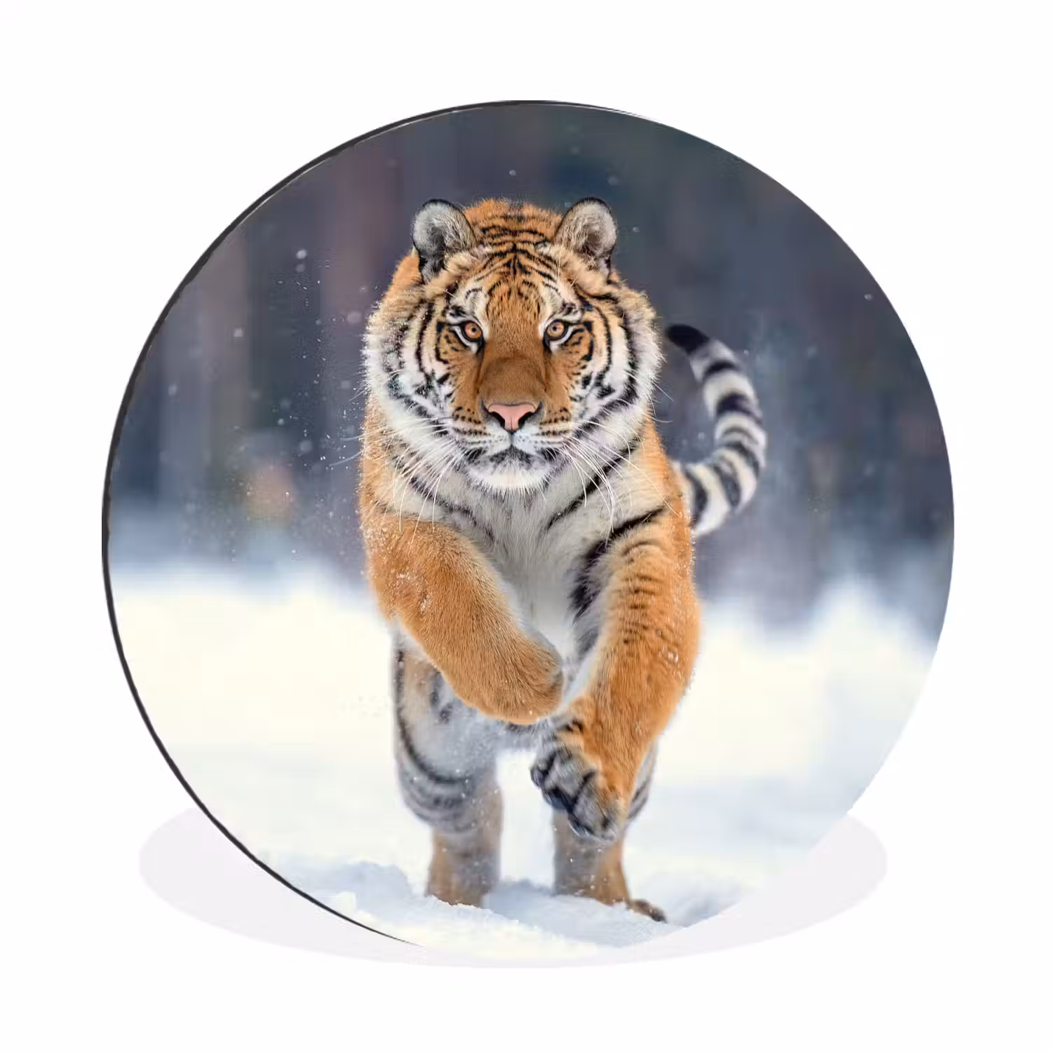 Tijger - Landschap - Sneeuw - Winter - Dieren Wandcirkel aluminium klein -3d