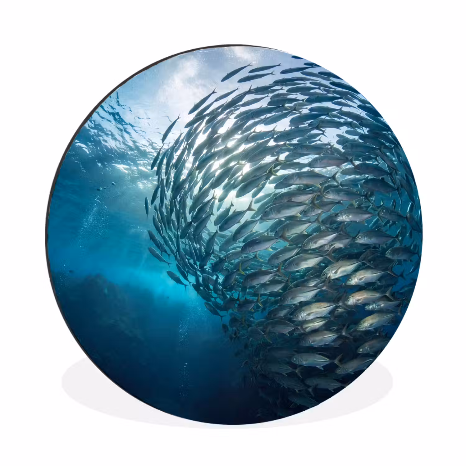 Vis - School - Oceaan - Natuur - Blauw Wandcirkel aluminium klein -3d
