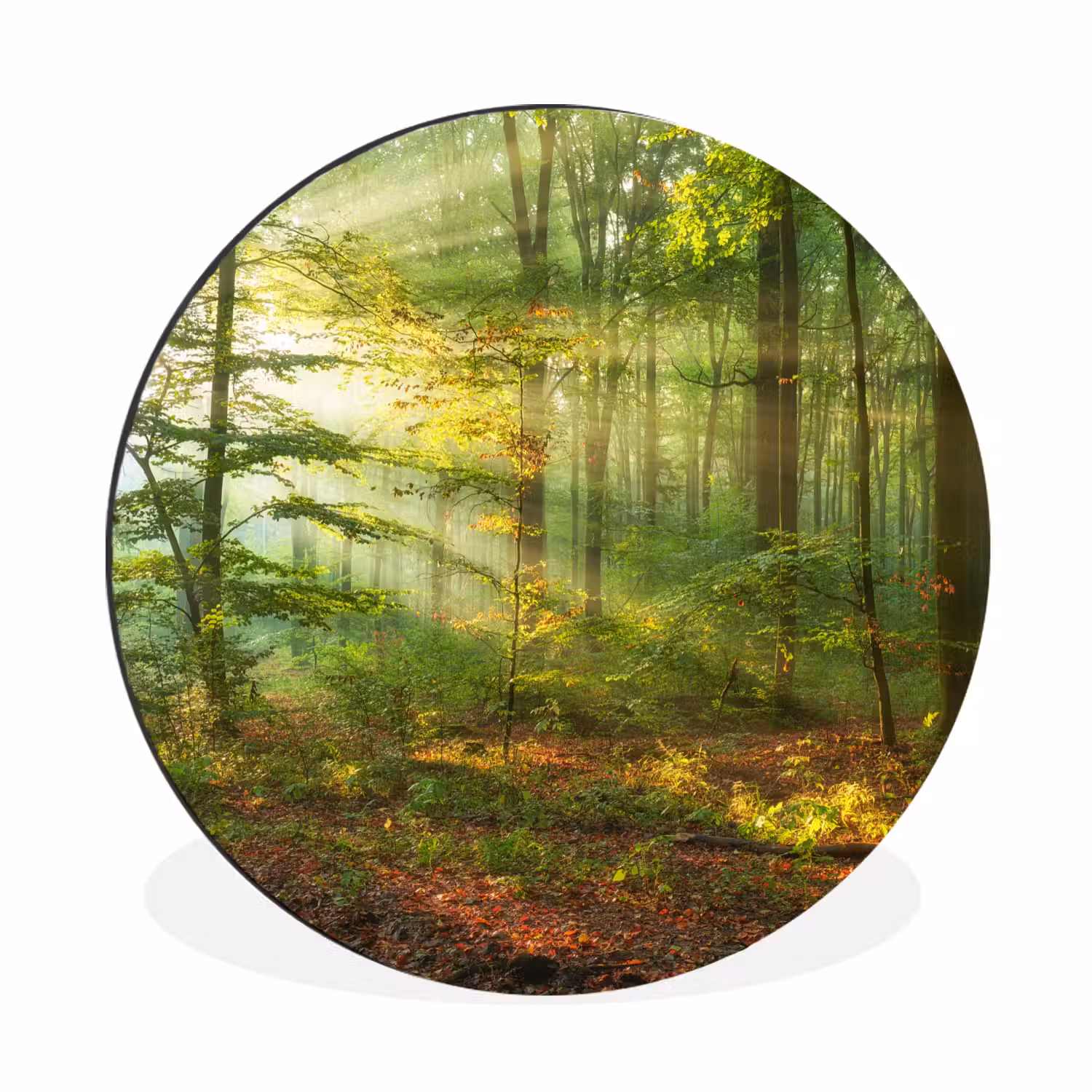 Zon - Bos - boom - Natuur - Herfst Wandcirkel aluminium klein -3d