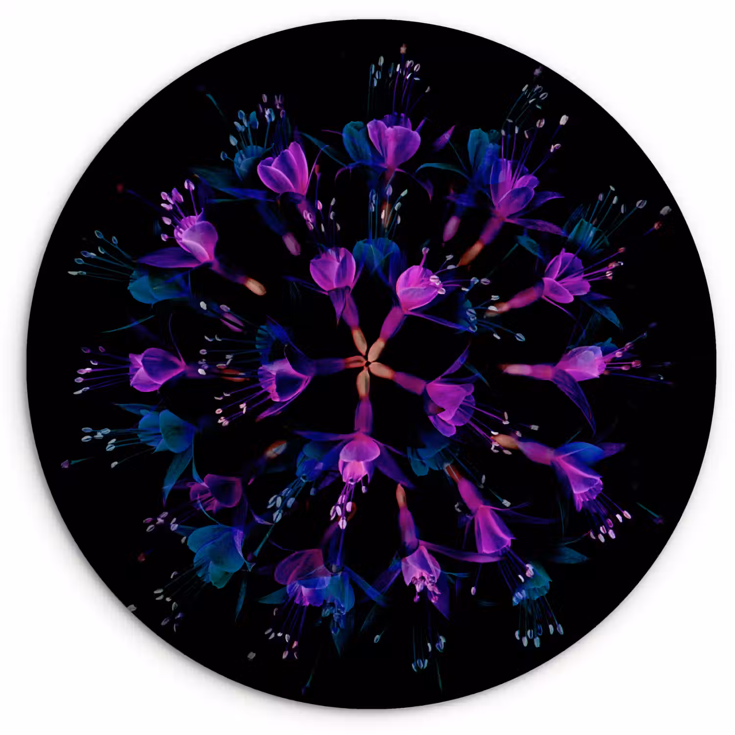 Bloem - Paars - Blauw - Macro - Zwart Wandcirkel kunststof plaat 5mm dik klein -3d