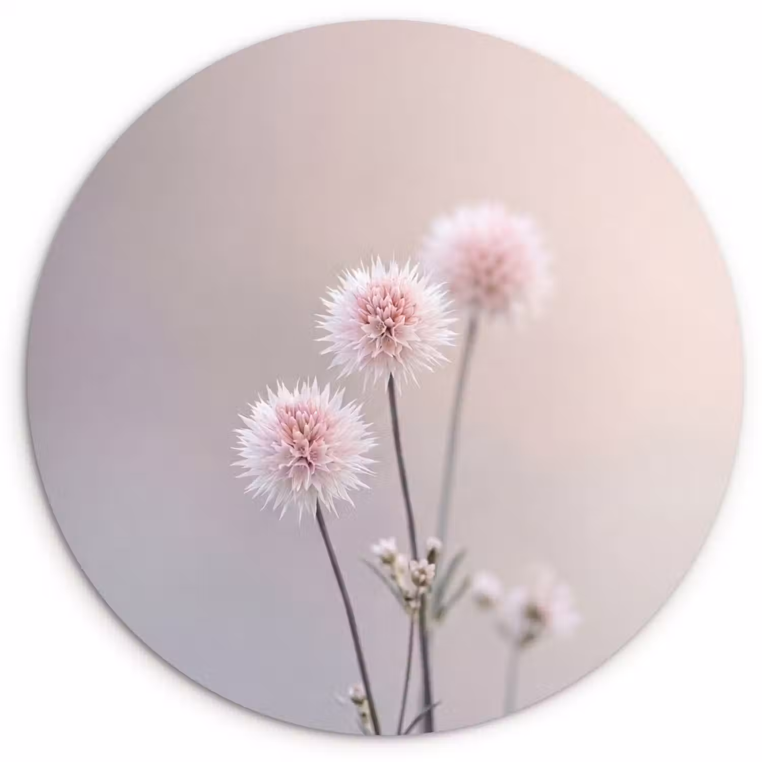 Bloemen - Bollen - Roze Wandcirkel kunststof plaat 5mm dik klein -3d
