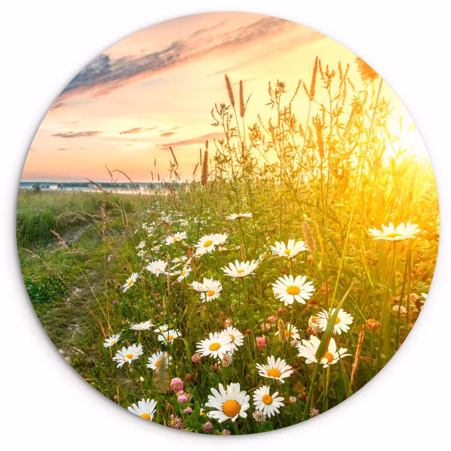 Bloemen - Madelief - Natuur - Zon - Horizon Wandcirkel kunststof plaat 5mm dik klein -3d