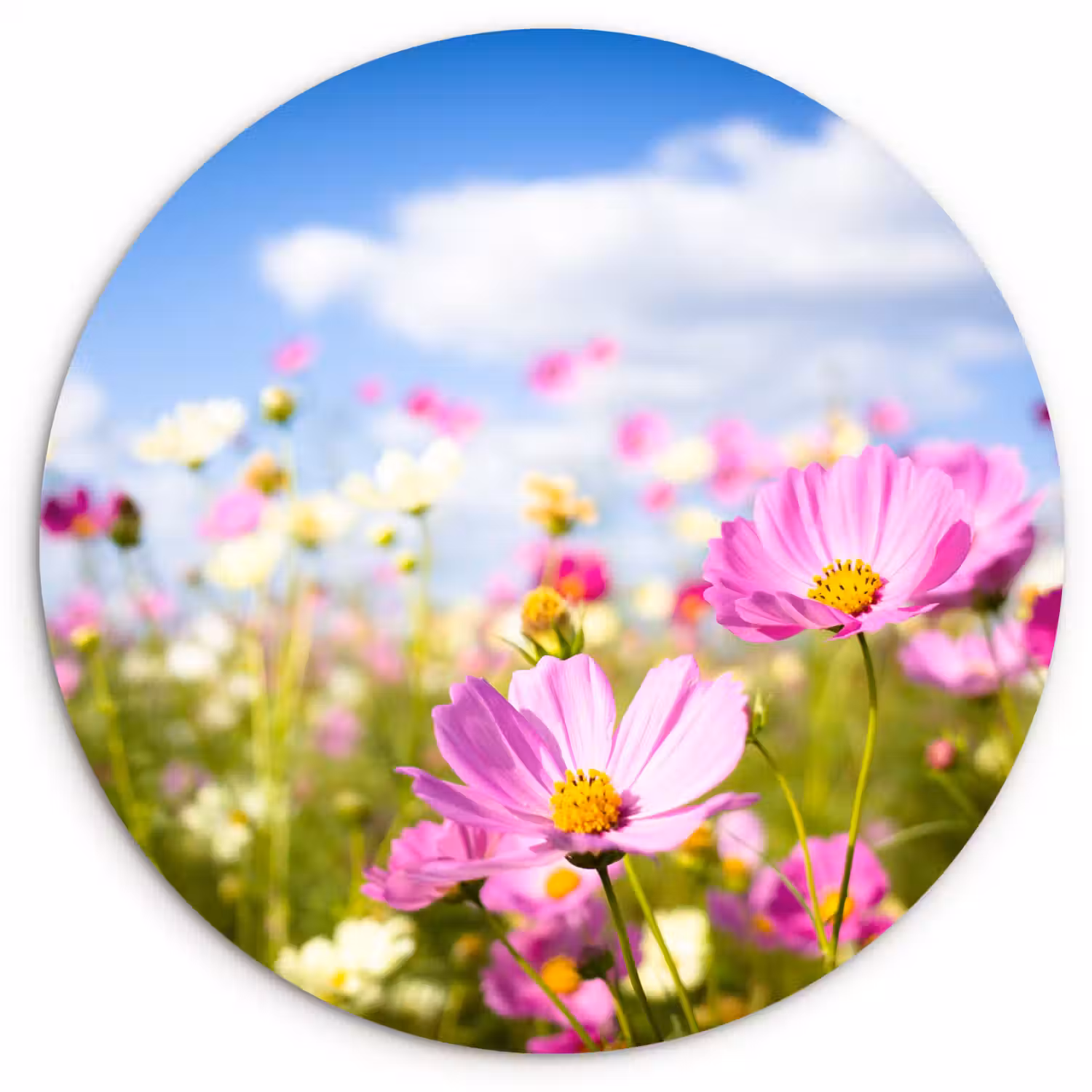 Bloemen - Wei - Paars - Gras - Wit - Wolken - Blauw Wandcirkel kunststof plaat 5mm dik klein -3d