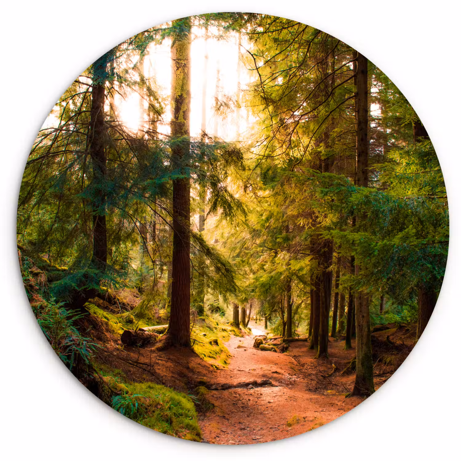 Bos - Pad - Bomen - Groen - Zon - Natuur Wandcirkel kunststof plaat 5mm dik klein -3d