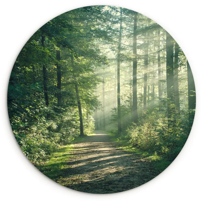 Bos - Pad - Zon - Bomen - Groen - Natuur Wandcirkel kunststof plaat 5mm dik klein -3d