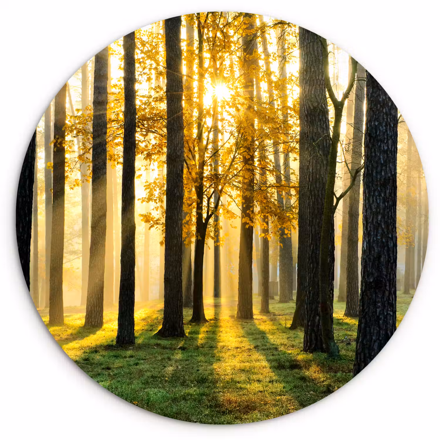 Bos - Zon - Bomen - Gras - Landschap - Natuur Wandcirkel kunststof plaat 5mm dik klein -3d