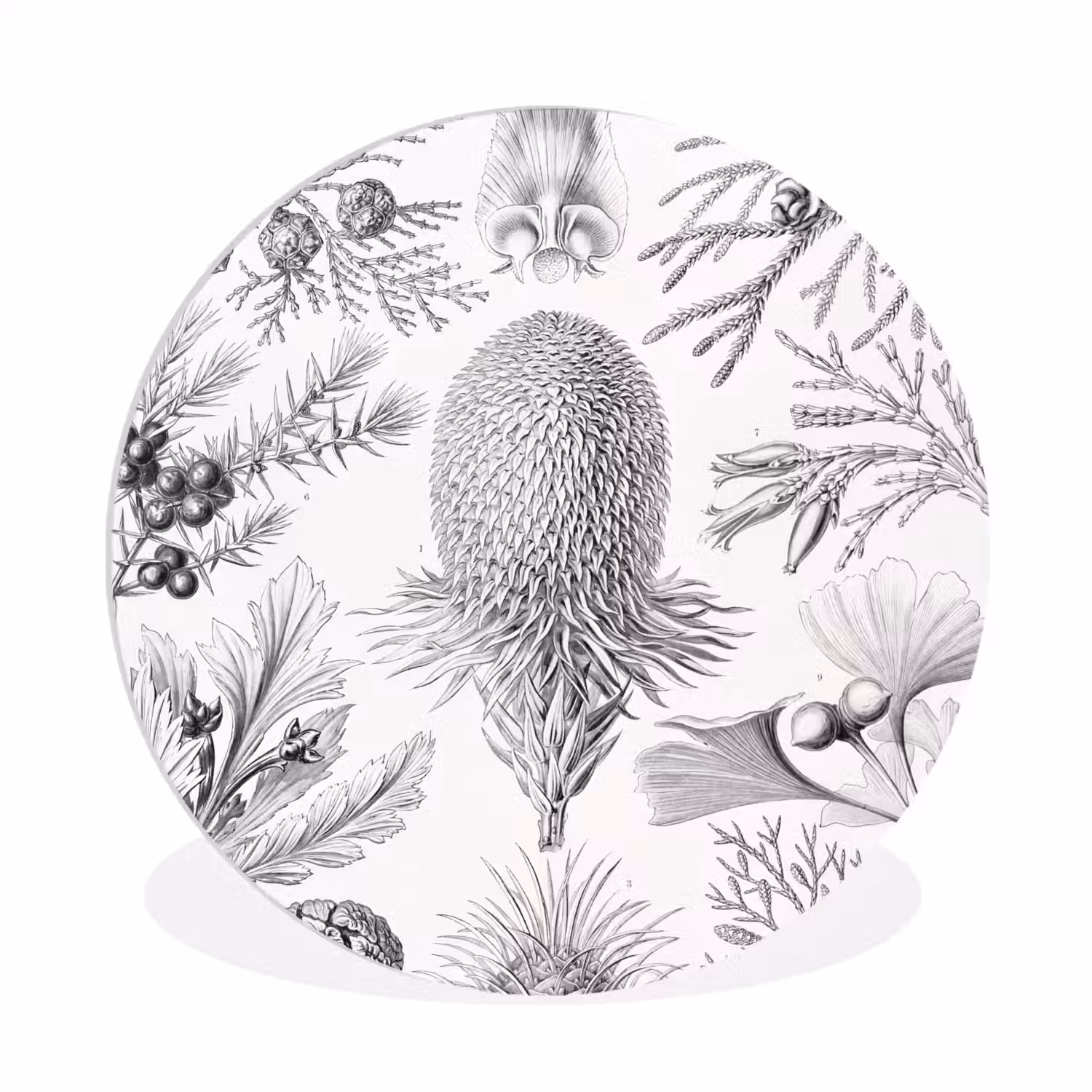 Tuinposter zwart wit - Ernst Haeckel - Kunst - Retro - Tuin Wandcirkel kunststof plaat 5mm dik klein -3d