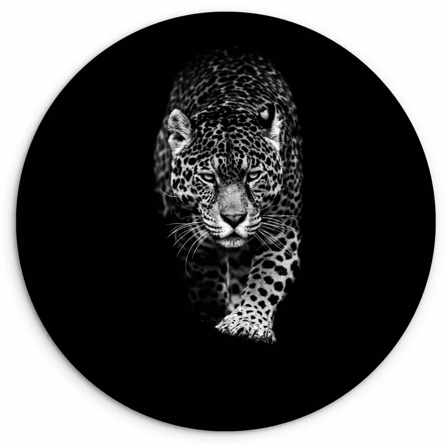 Dieren - Zwart - Luipaard - Wit - Wild Wandcirkel kunststof plaat 5mm dik klein -3d