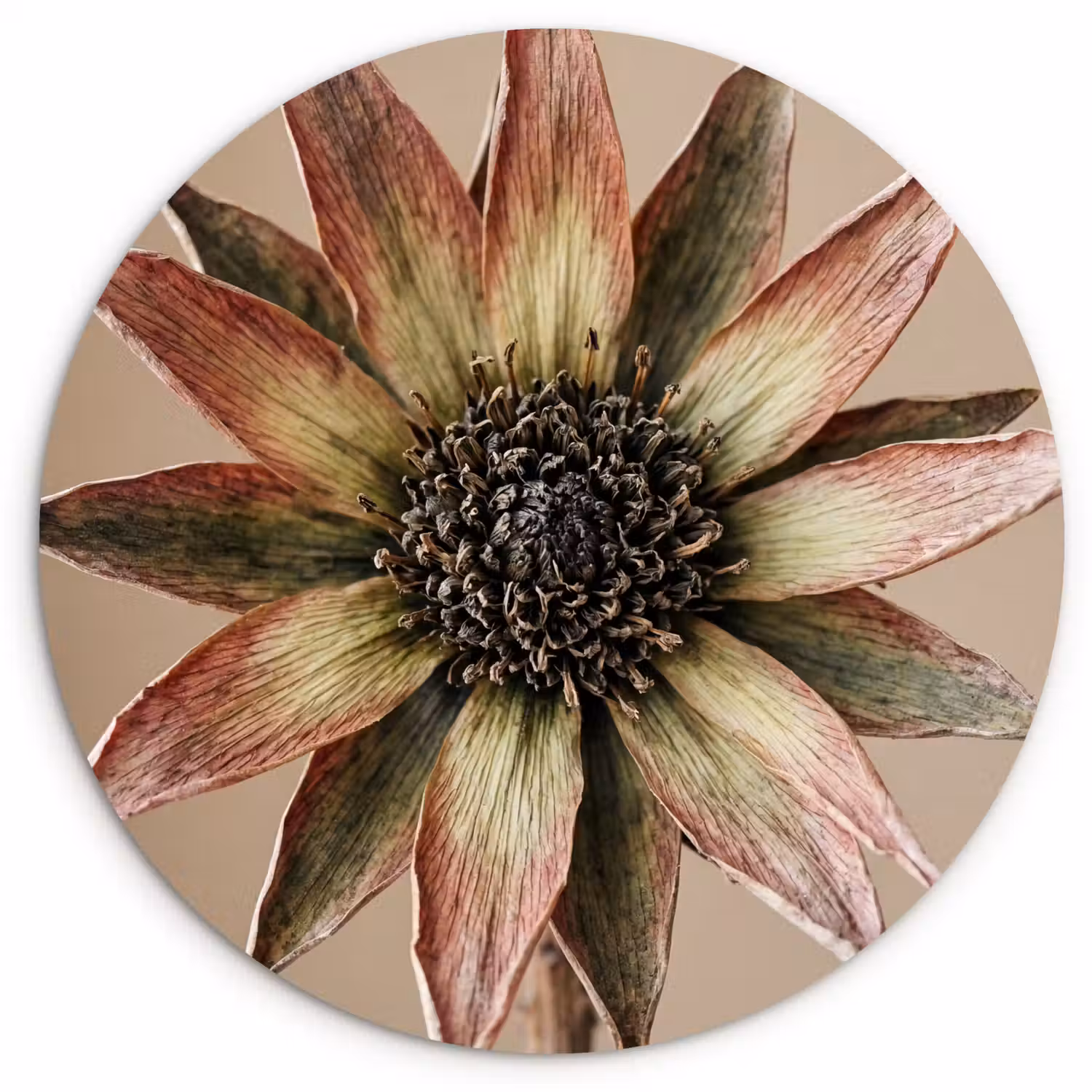 Droogbloem - Protea - Vintage - Beige - Rustiek Wandcirkel kunststof plaat 5mm dik klein -3d