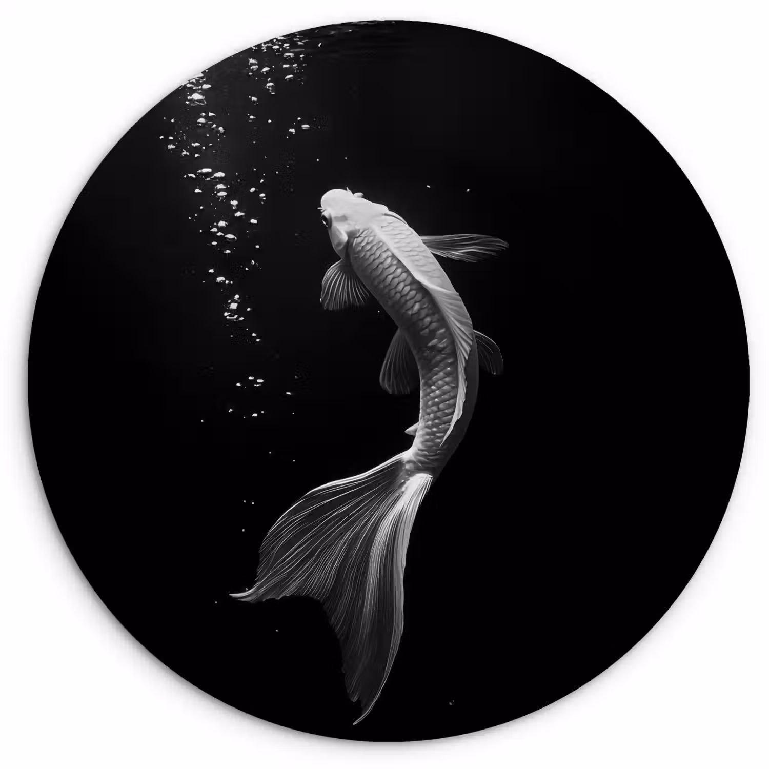 Koi - Vis - Wit - Zwart Wandcirkel plexiglas klein -3d