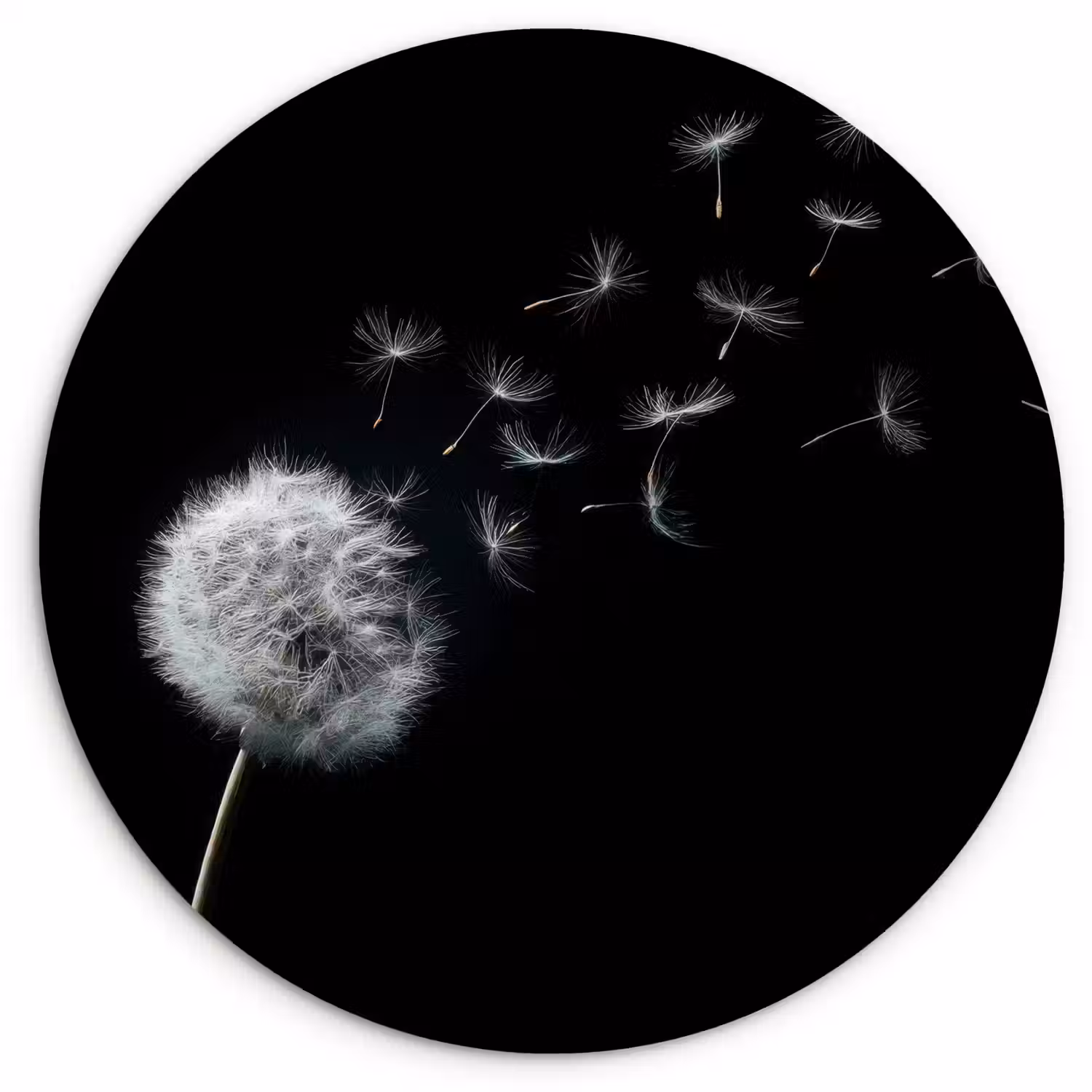 Paardenbloem - Zwart - Natuur Wandcirkel plexiglas klein -3d