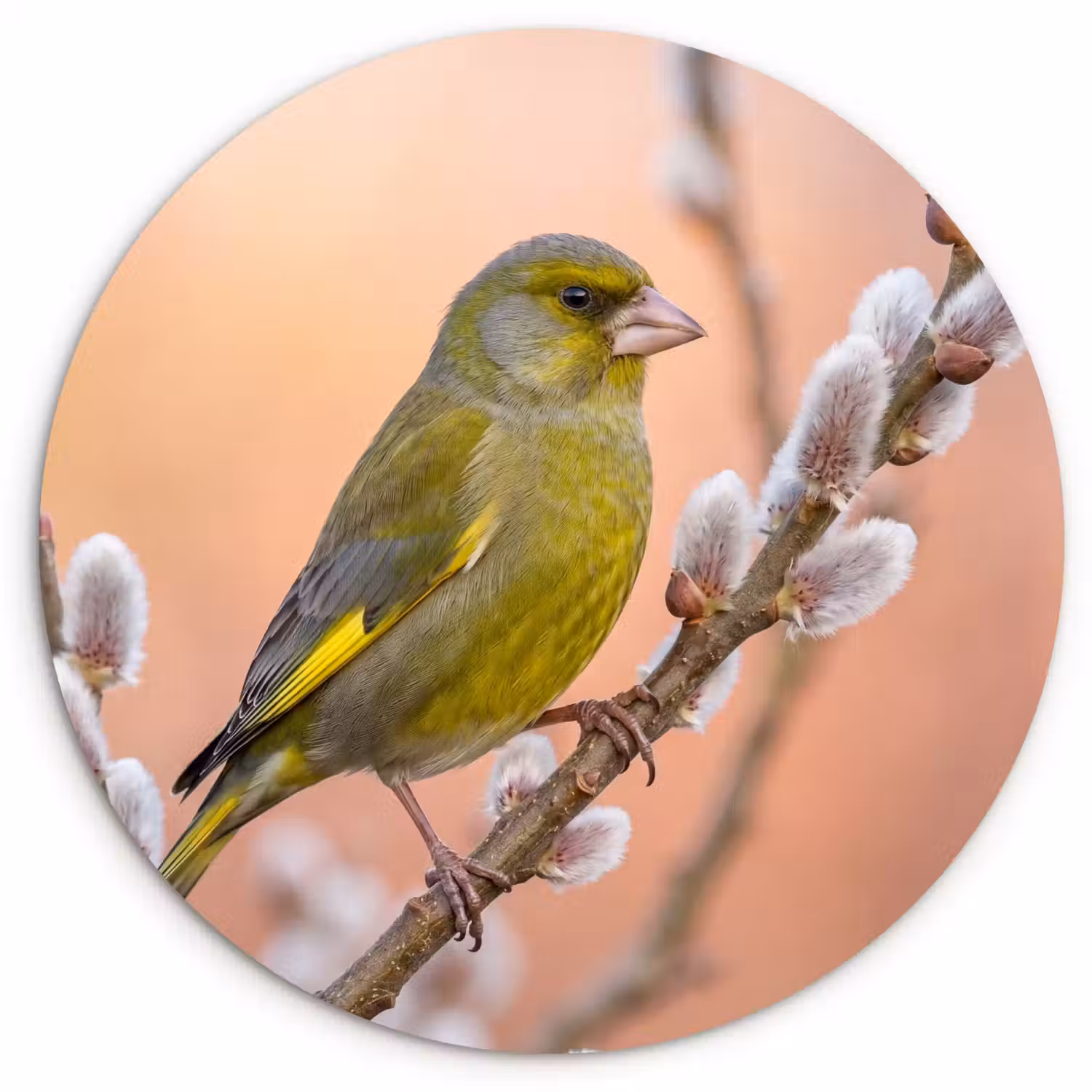 Groenling - Katjes - Lente - Natuur - Zacht Wandcirkel kunststof plaat 5mm dik klein -3d