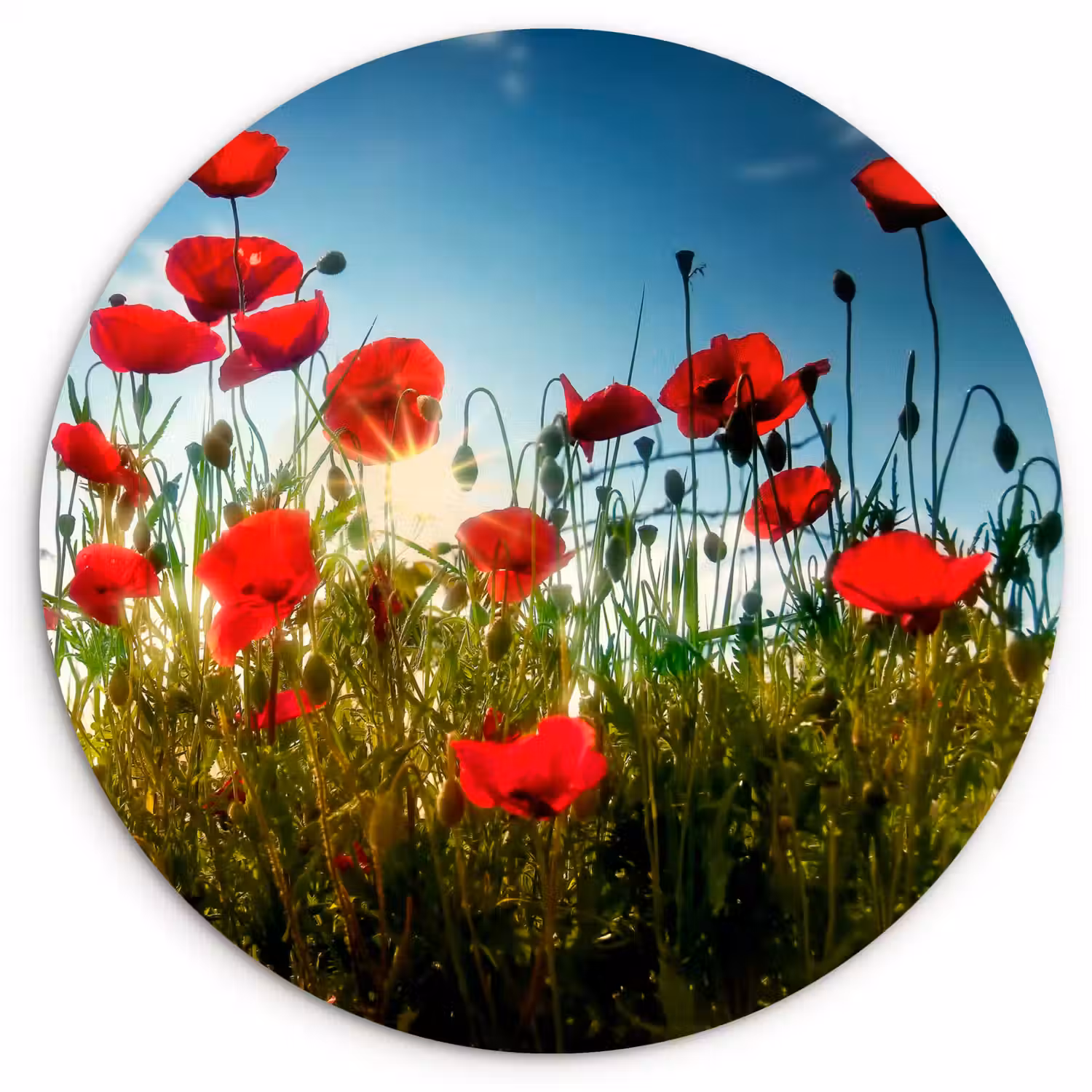 Klaprozen - Toscane - Zon - Rood - Blauw Wandcirkel kunststof plaat 5mm dik klein -3d