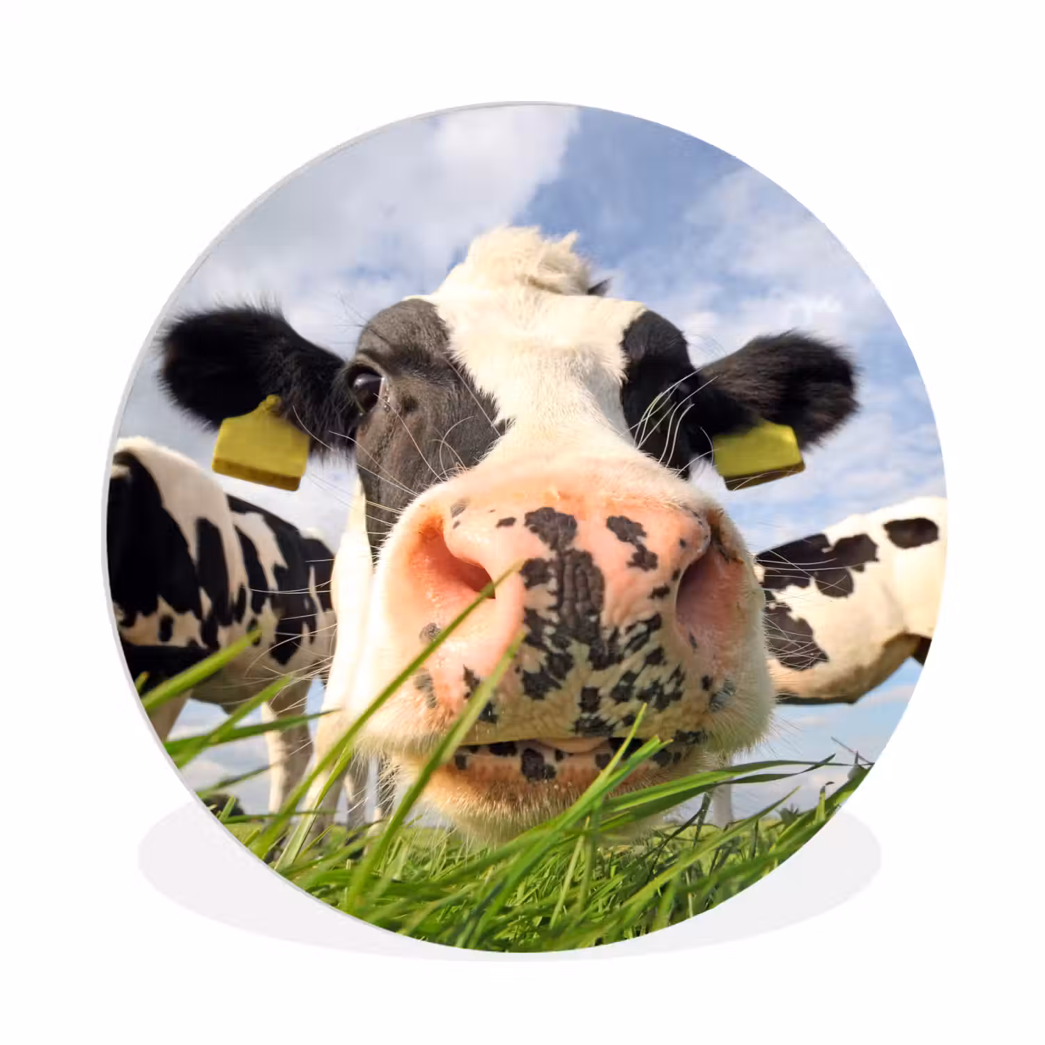 Koe - Boerderij - Gras - Dieren Wandcirkel kunststof plaat 5mm dik klein -3d