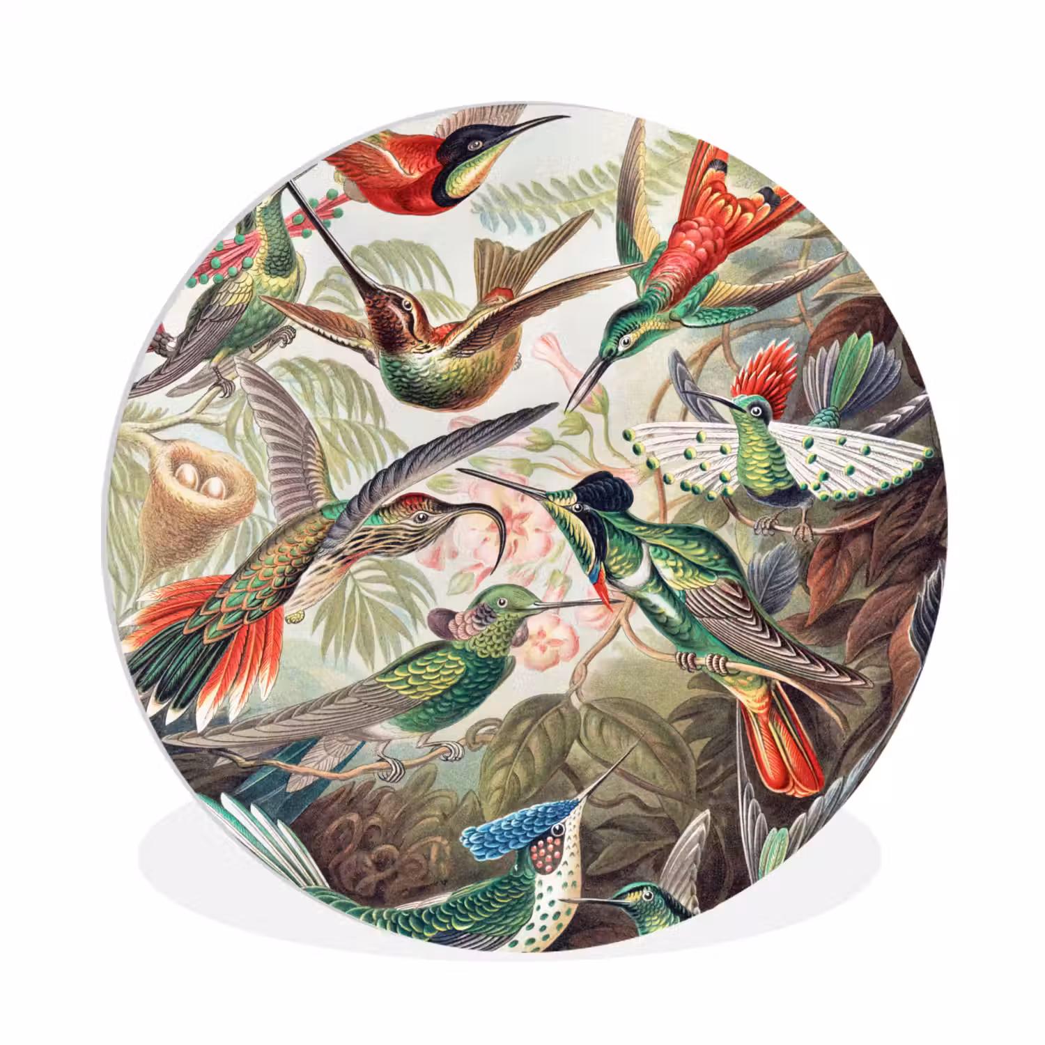 Kolibrie - Tuindecoratie - Vintage - Ernst Haeckel - Tuinposter Wandcirkel kunststof plaat 5mm dik klein -3d