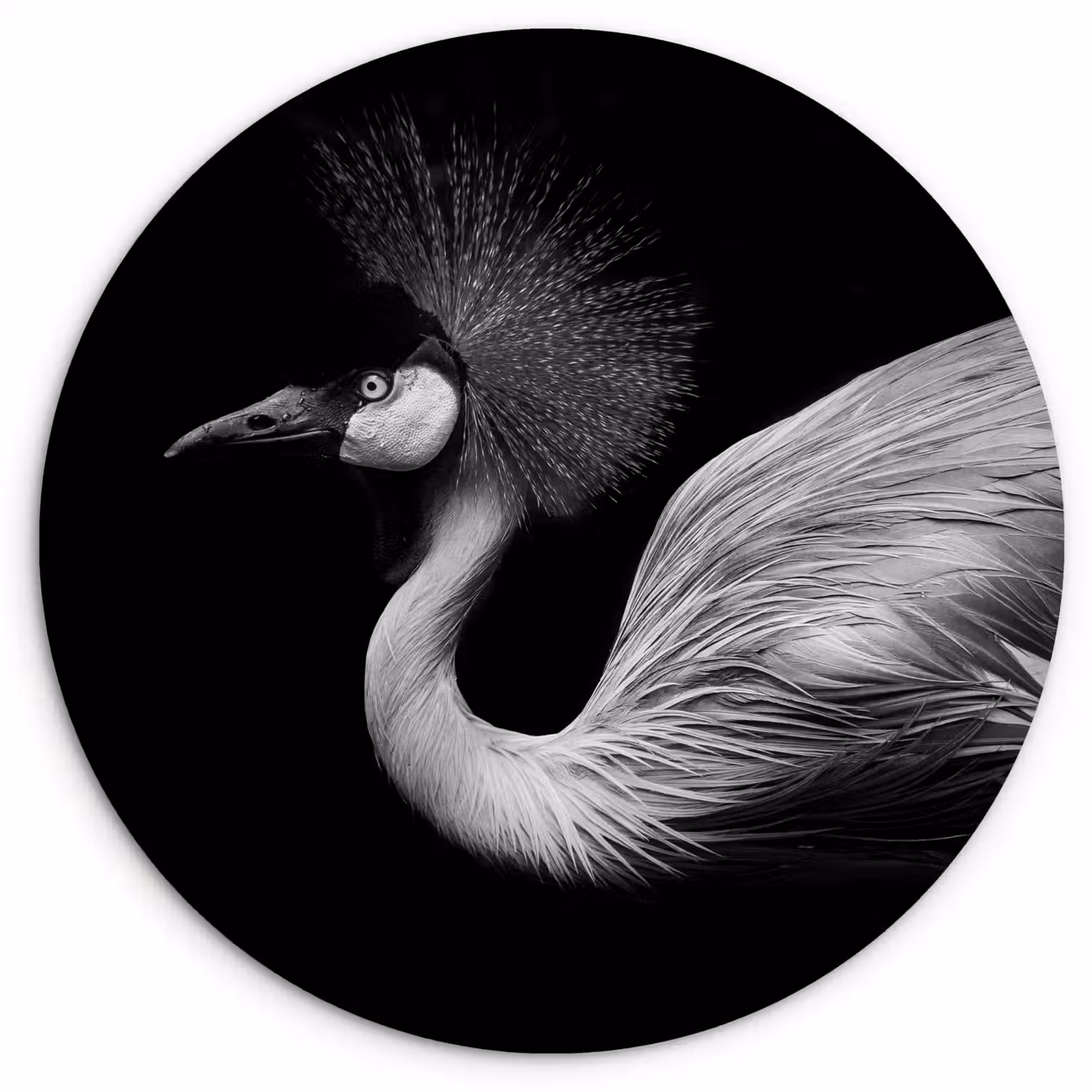 Kraanvogel - Zwart - Wit - Vogel - Dieren Wandcirkel kunststof plaat 5mm dik klein -3d