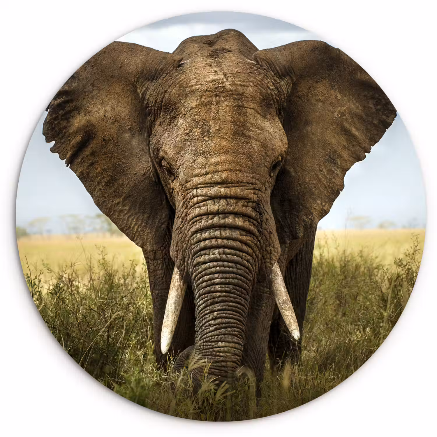 Olifant - Natuur - Gras - Dieren - Landschap Wandcirkel kunststof plaat 5mm dik klein -3d