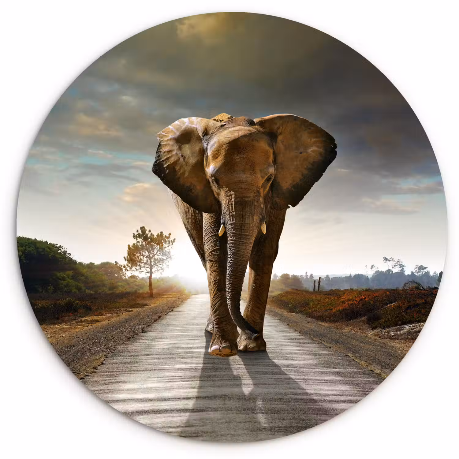 Olifant - Weg - Dieren - Zonsondergang - Landschap Wandcirkel kunststof plaat 5mm dik klein -3d