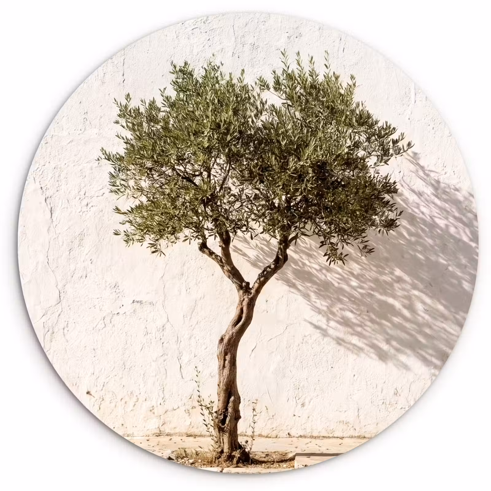 Muurcirkel - Olijfboom - muur - wit - Olijfboom - muur - wit Wandcirkel kunststof plaat 5mm dik klein