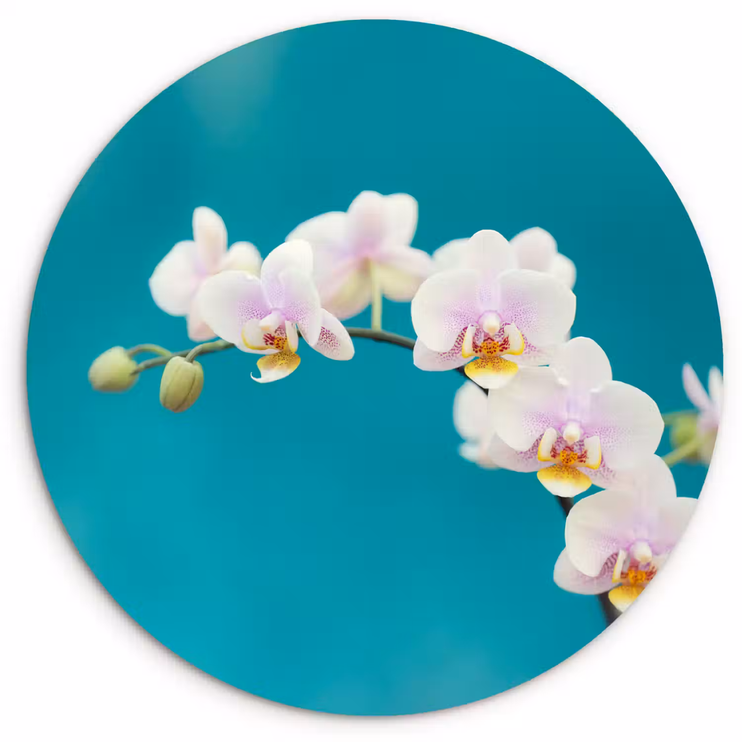Orchidee - Bloemen - Plant - Wit - Paars Wandcirkel kunststof plaat 5mm dik klein -3d