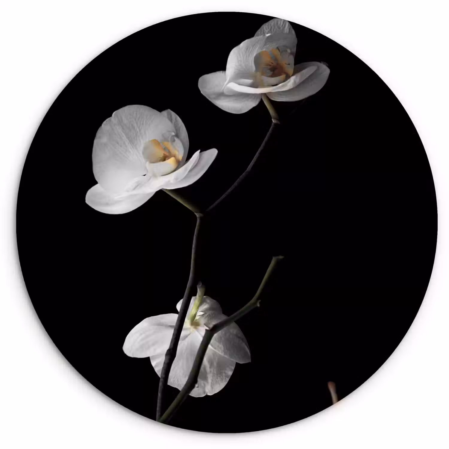 Orchidee - Bloemen - Zwart - Wit - Stilleven Wandcirkel kunststof plaat 5mm dik klein -3d