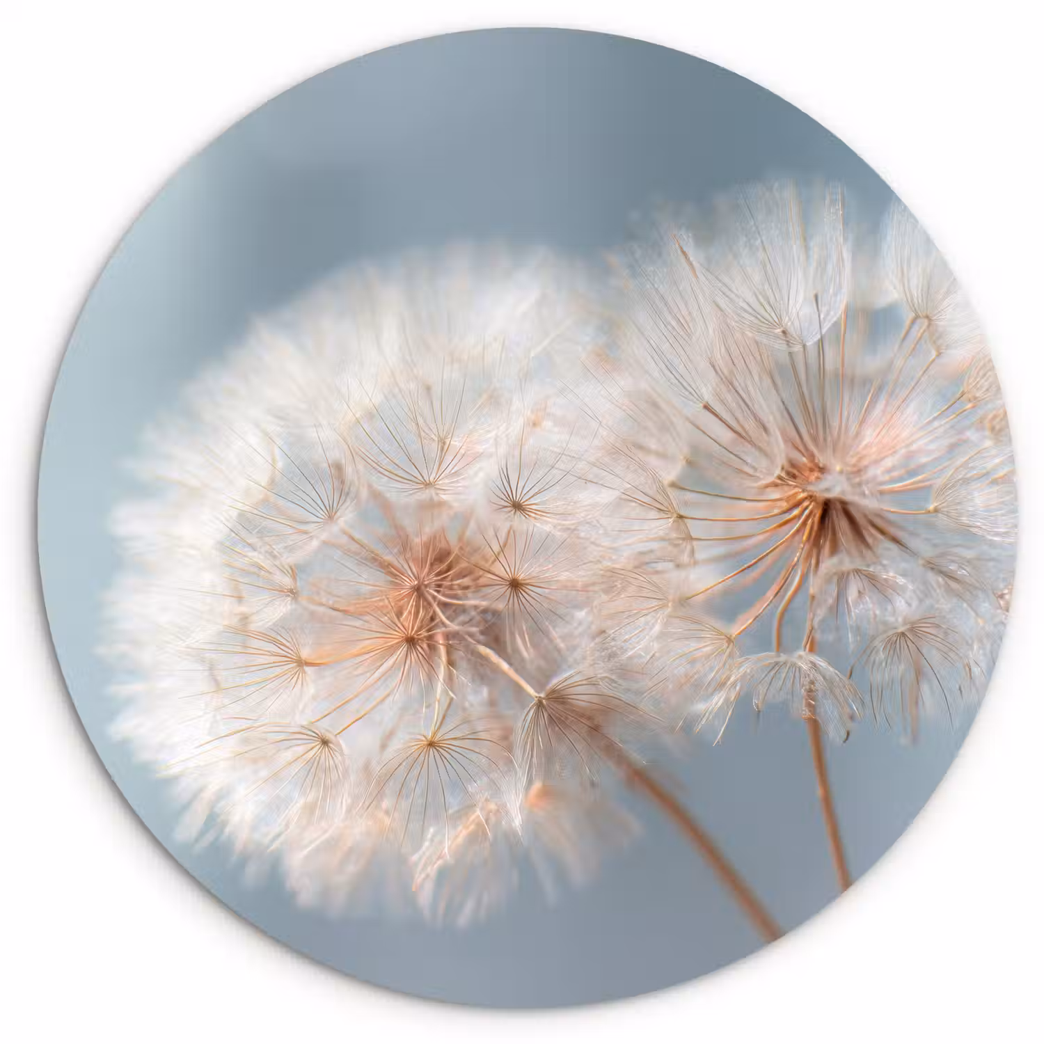 Paardenbloemen - Pluisjes - Wit Wandcirkel kunststof plaat 5mm dik klein -3d
