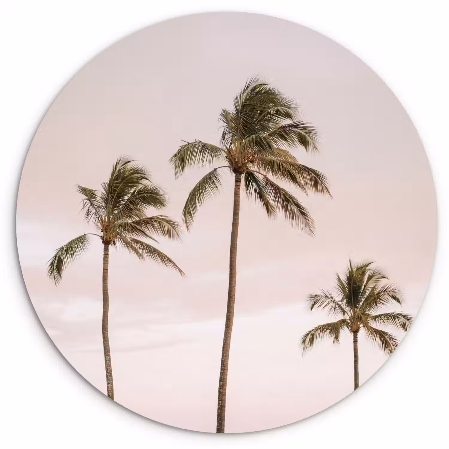 Palmbomen - Zonsondergang - Roze Wandcirkel kunststof plaat 5mm dik klein -3d