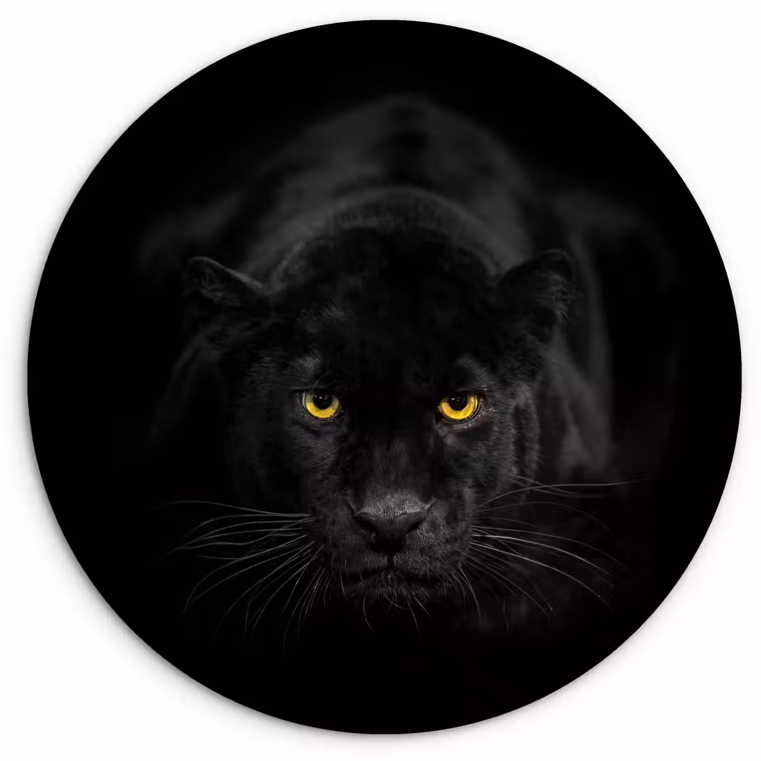 Panter - Dieren - Zwart - Ogen Wandcirkel kunststof plaat 5mm dik klein -3d