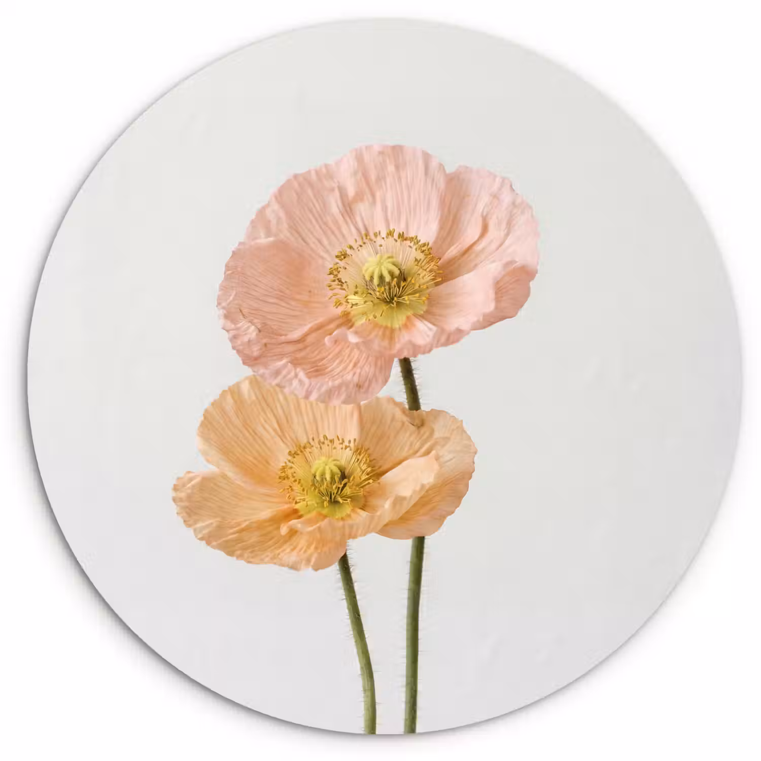 Papavers - Botanisch - Roze Wandcirkel kunststof plaat 5mm dik klein -3d