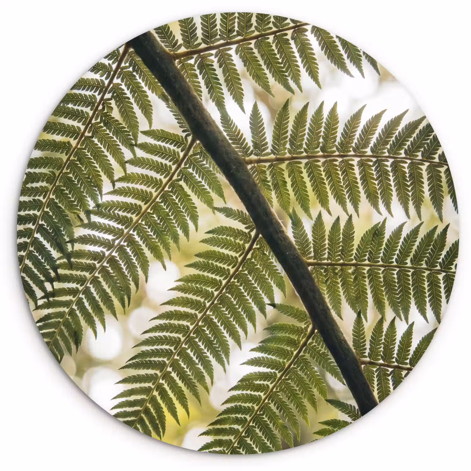 Plant - Blad - Natuur - Groen - Detail Wandcirkel kunststof plaat 5mm dik klein -3d