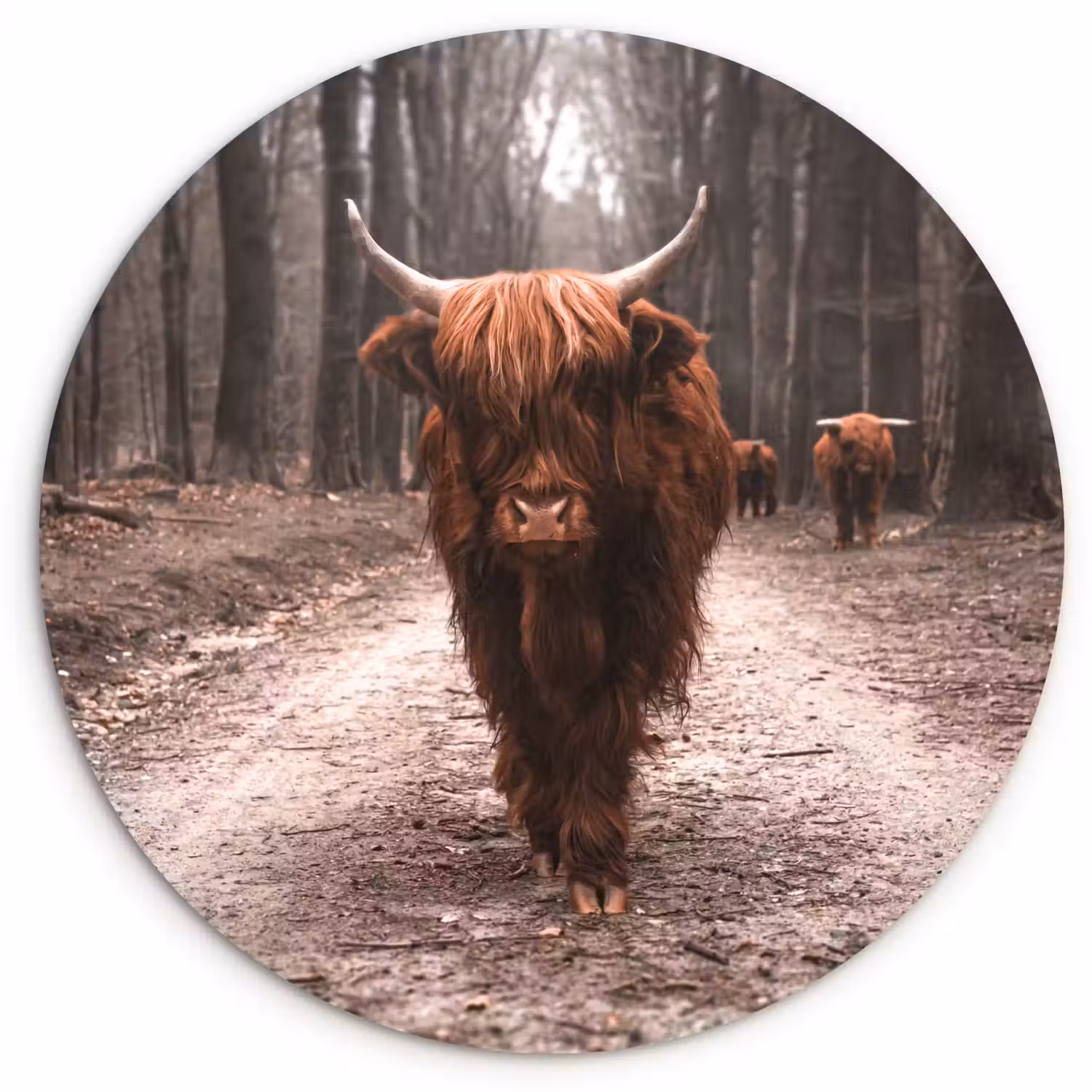 Schotse hooglander - Bos - Koe - Dieren - Natuur Wandcirkel kunststof plaat 5mm dik klein -3d
