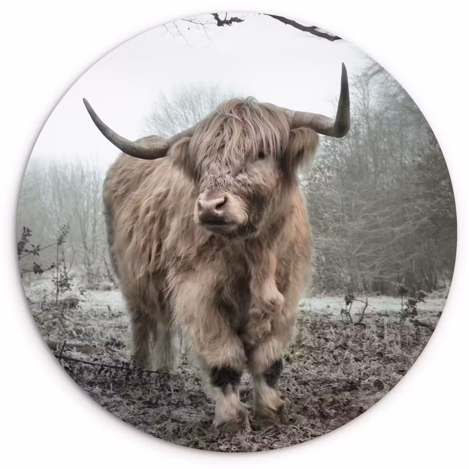 Schotse Hooglander - Bos - Mist - Koe - Dieren - Natuur Wandcirkel kunststof plaat 5mm dik klein -3d