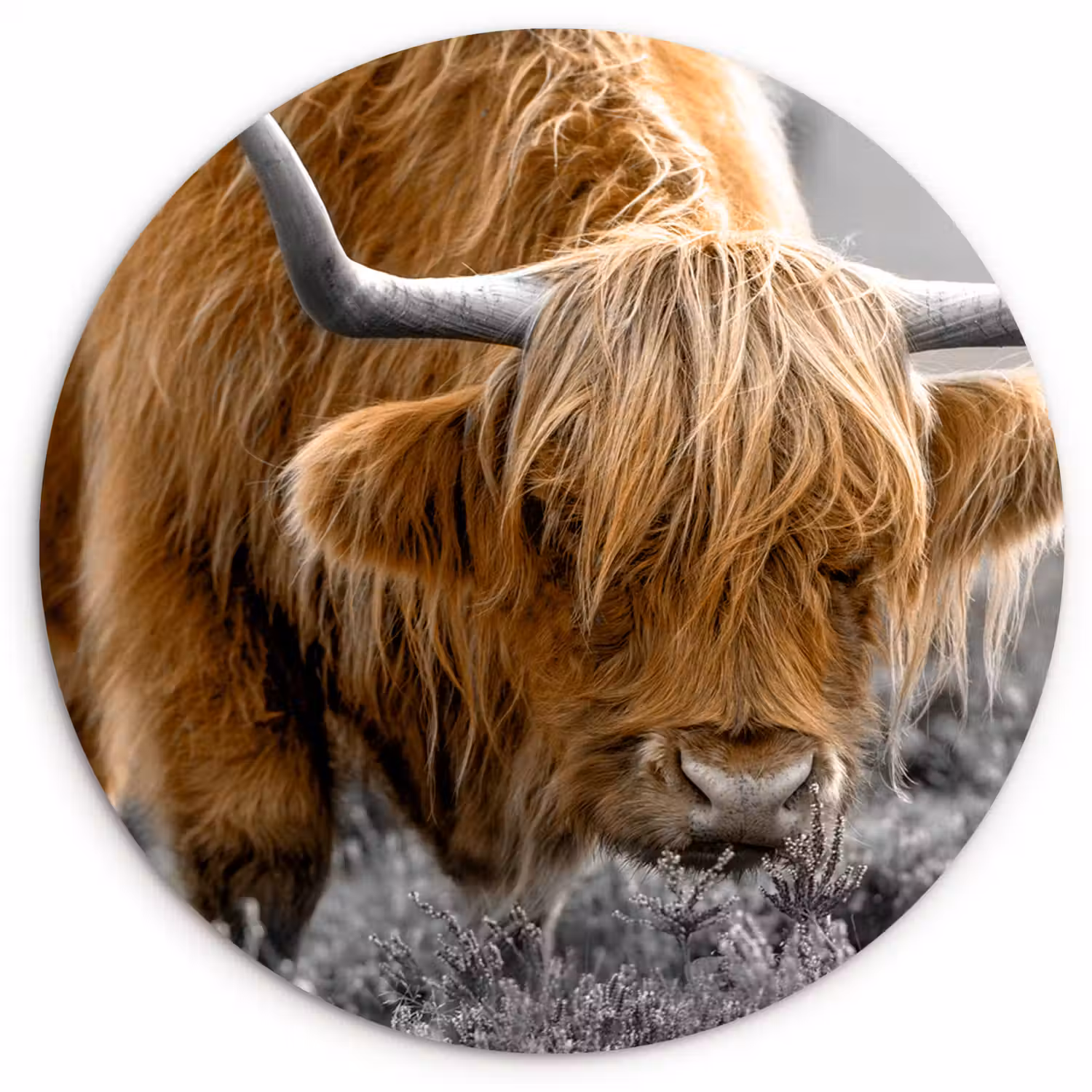 Schotse Hooglander - Dieren - Bruin - Koe - Zwart - Wit - Natuur Wandcirkel kunststof plaat 5mm dik klein -3d