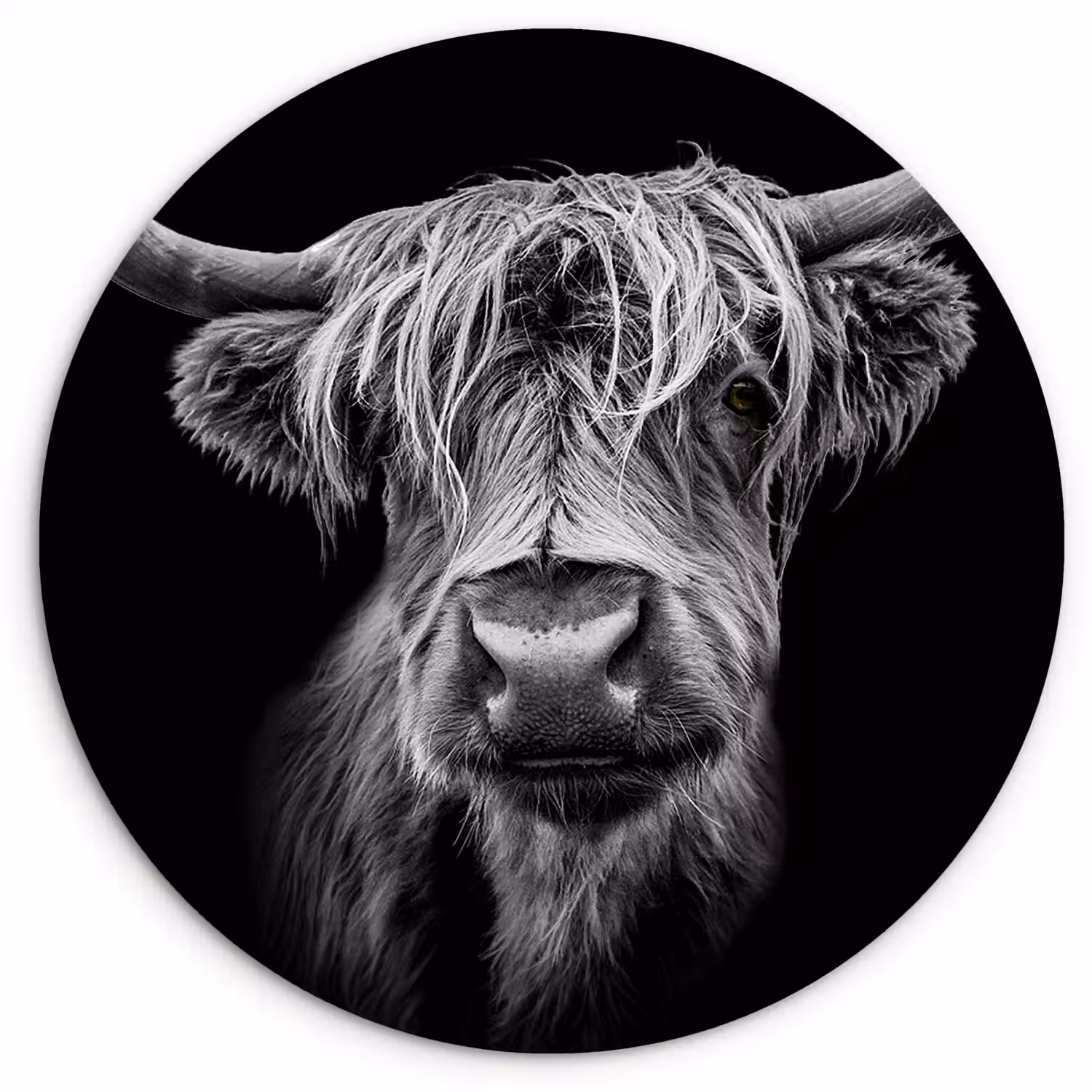 Schotse Hooglander - Horens - Zwart - Wit - Koe - Wild - Dieren Wandcirkel kunststof plaat 5mm dik klein -3d