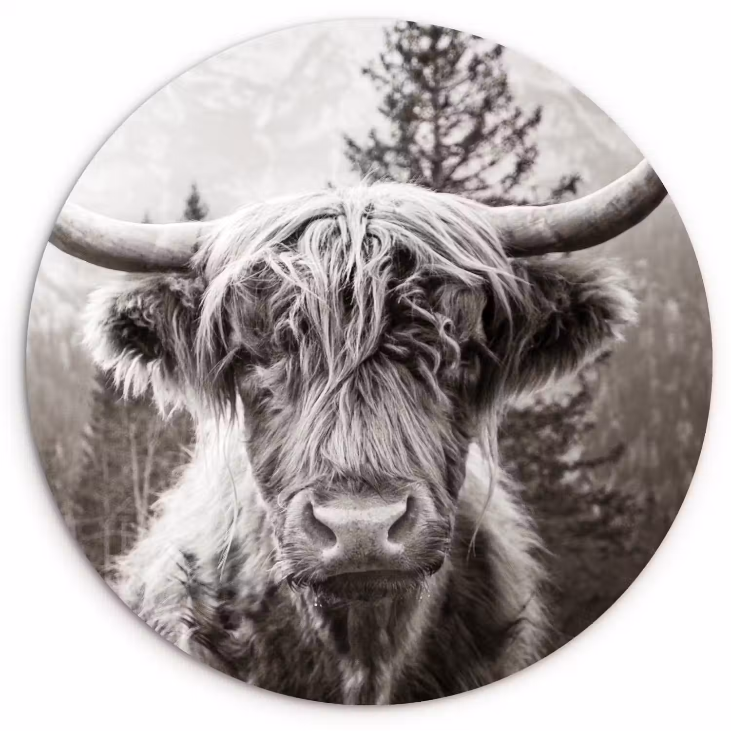 Schotse hooglander - Koe - Dieren - Zwart - Wit Wandcirkel kunststof plaat 5mm dik klein -3d