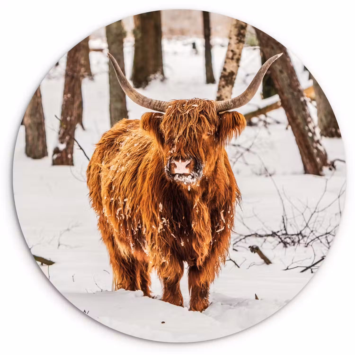 Schotse Hooglander - Sneeuw - Winter - Natuur - Dieren Wandcirkel kunststof plaat 5mm dik klein -3d