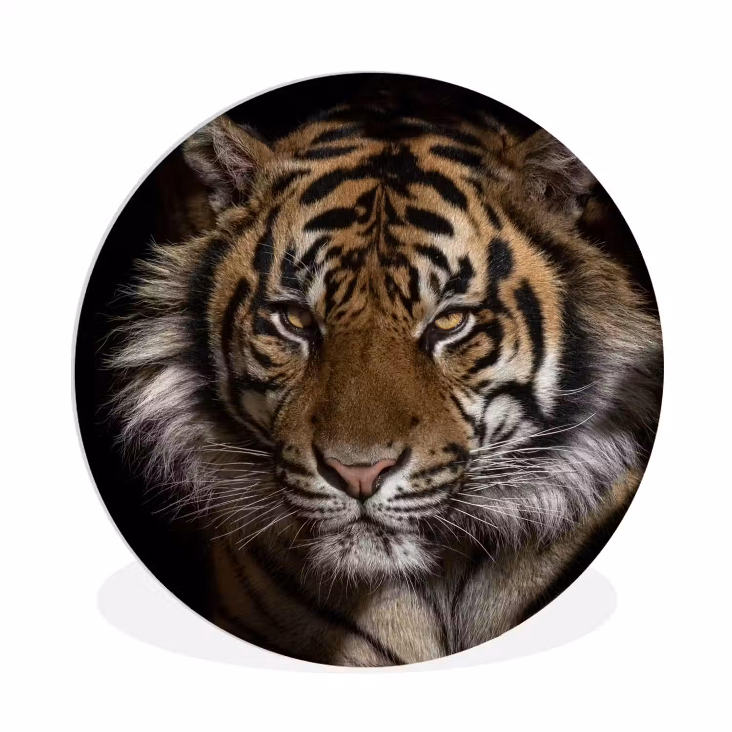 Tijger - Wilde dieren - Portret Wandcirkel kunststof plaat 5mm dik klein -3d