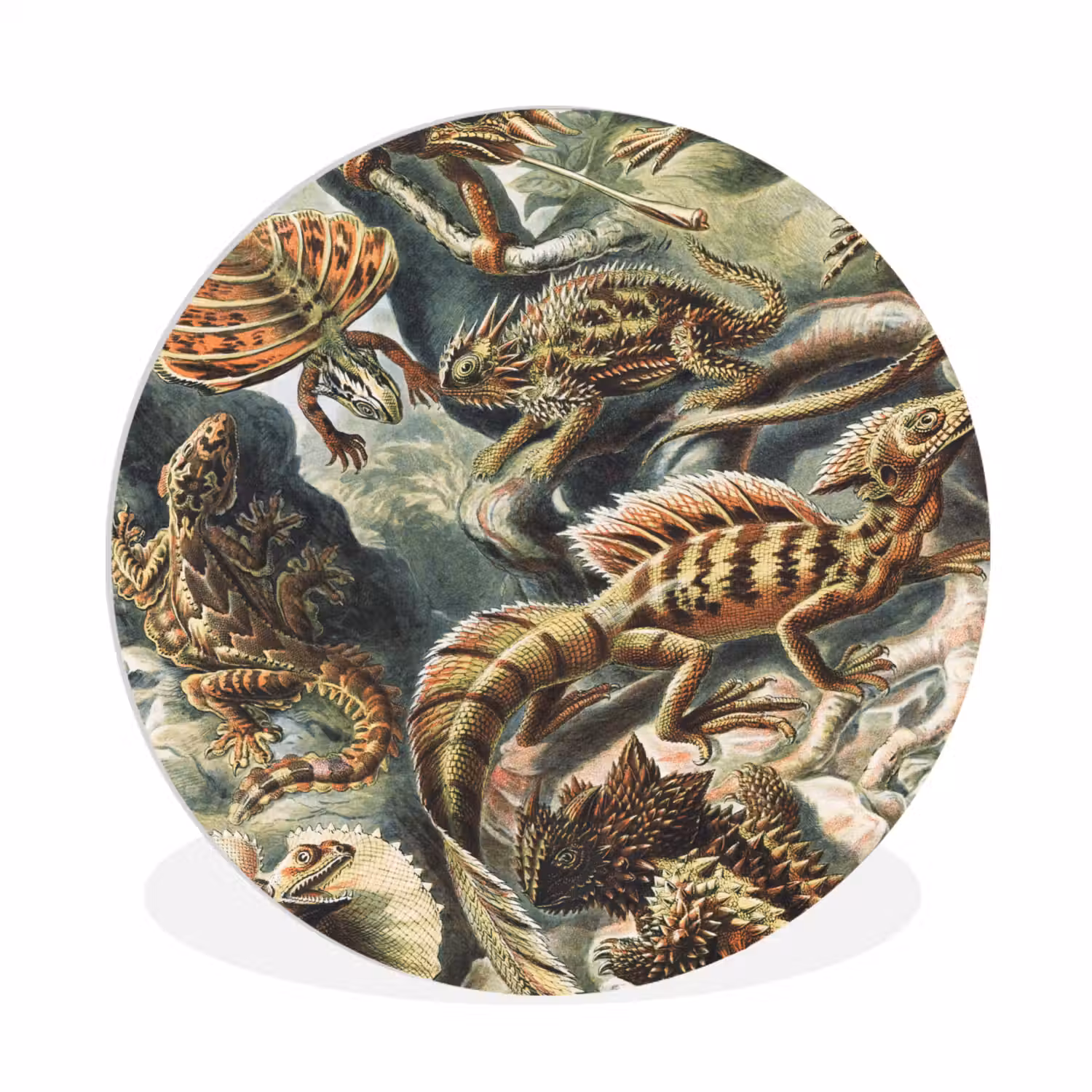 Vintage - Kunst - Ernst Haeckel - Tuinposter - Tuin Wandcirkel kunststof plaat 5mm dik klein -3d