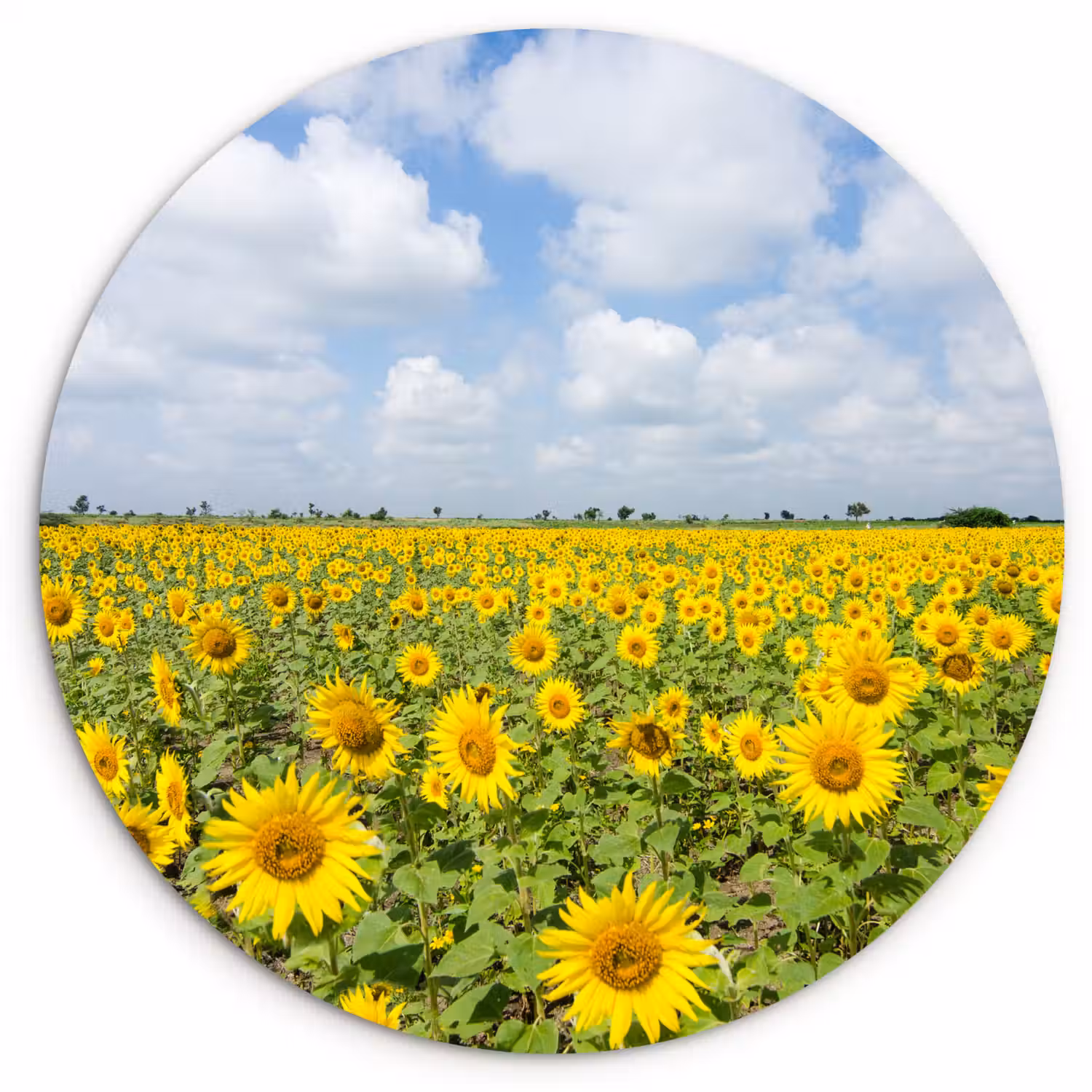Zonnebloemen - Bloemen - Wolken - Natuur - Geel - Landschap Wandcirkel kunststof plaat 5mm dik klein -3d