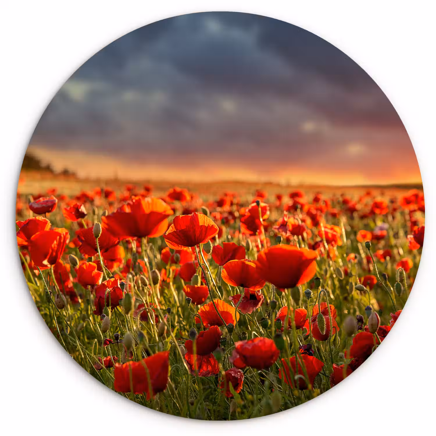 Zonsondergang - Klaprozen - Rood - Bloemen - Veld - Natuur Wandcirkel kunststof plaat 5mm dik klein -3d