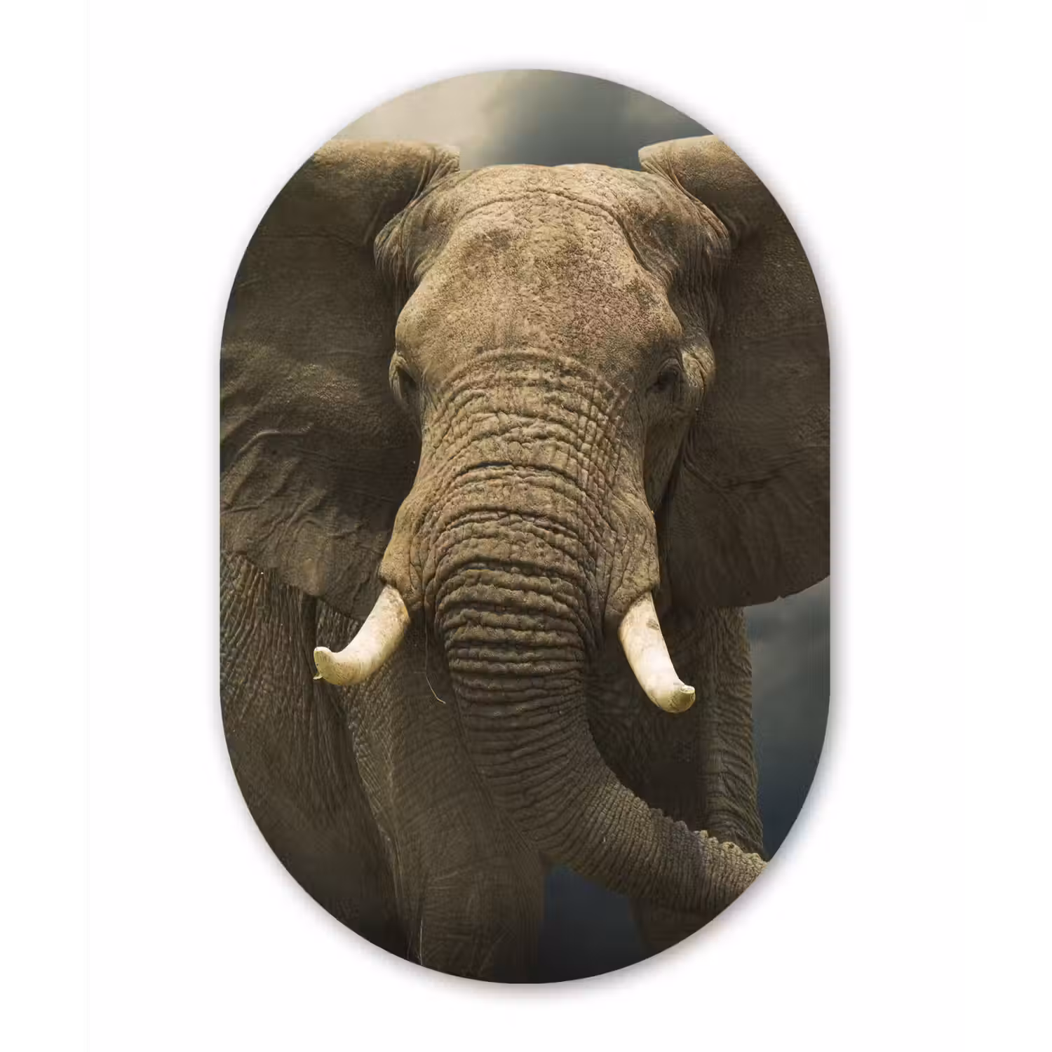 Afrikaanse olifant tegen de donkere wolken Wandcirkel Ovaal Forex klein -3d
