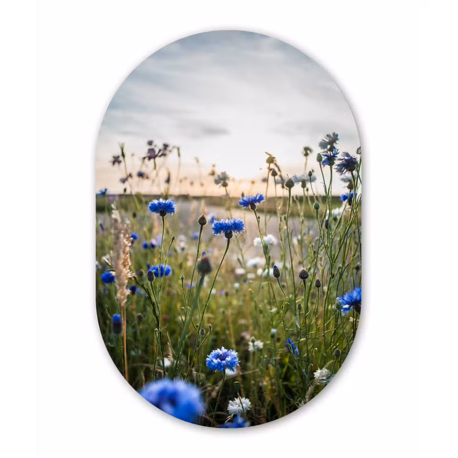 Bloemen - Zomer - Korenbloem - Blauw - Zon - Wolken Wandcirkel Ovaal Forex klein -3d