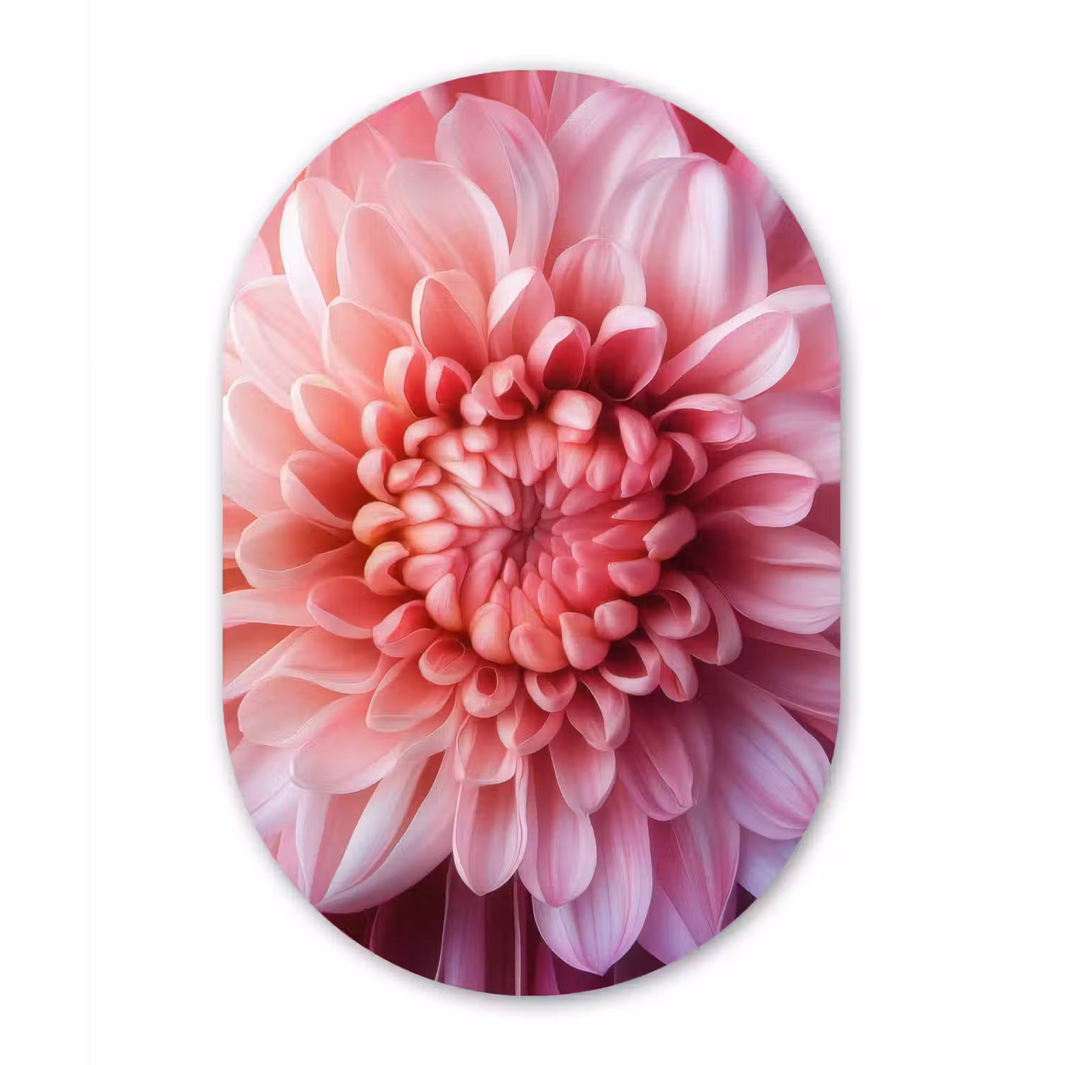 Dahlia - Bloem - Close up - Roze Wandcirkel Ovaal Glas middel -3d