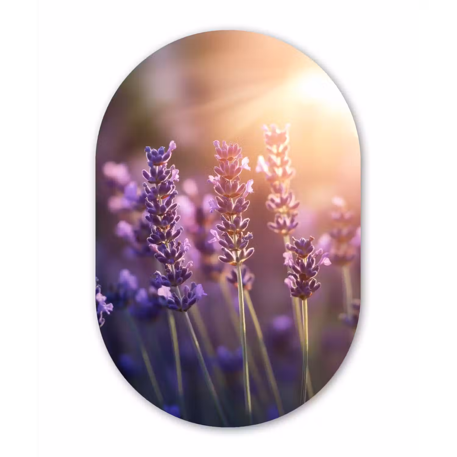 Lavendelbloemen - Paars - Zonlicht Wandcirkel Ovaal Glas middel -3d